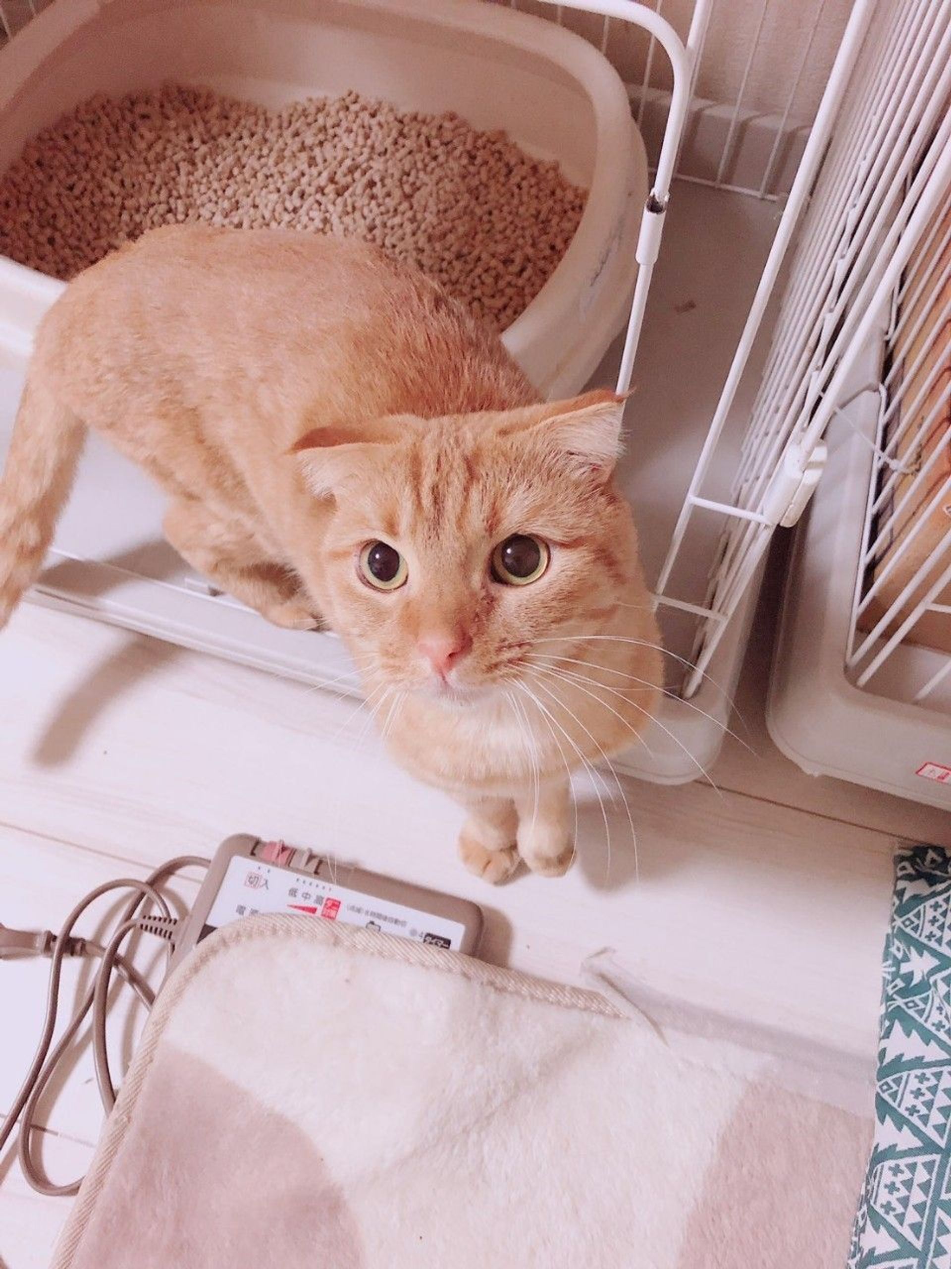 雑種（ミックス猫）・メスの里親募集の写真