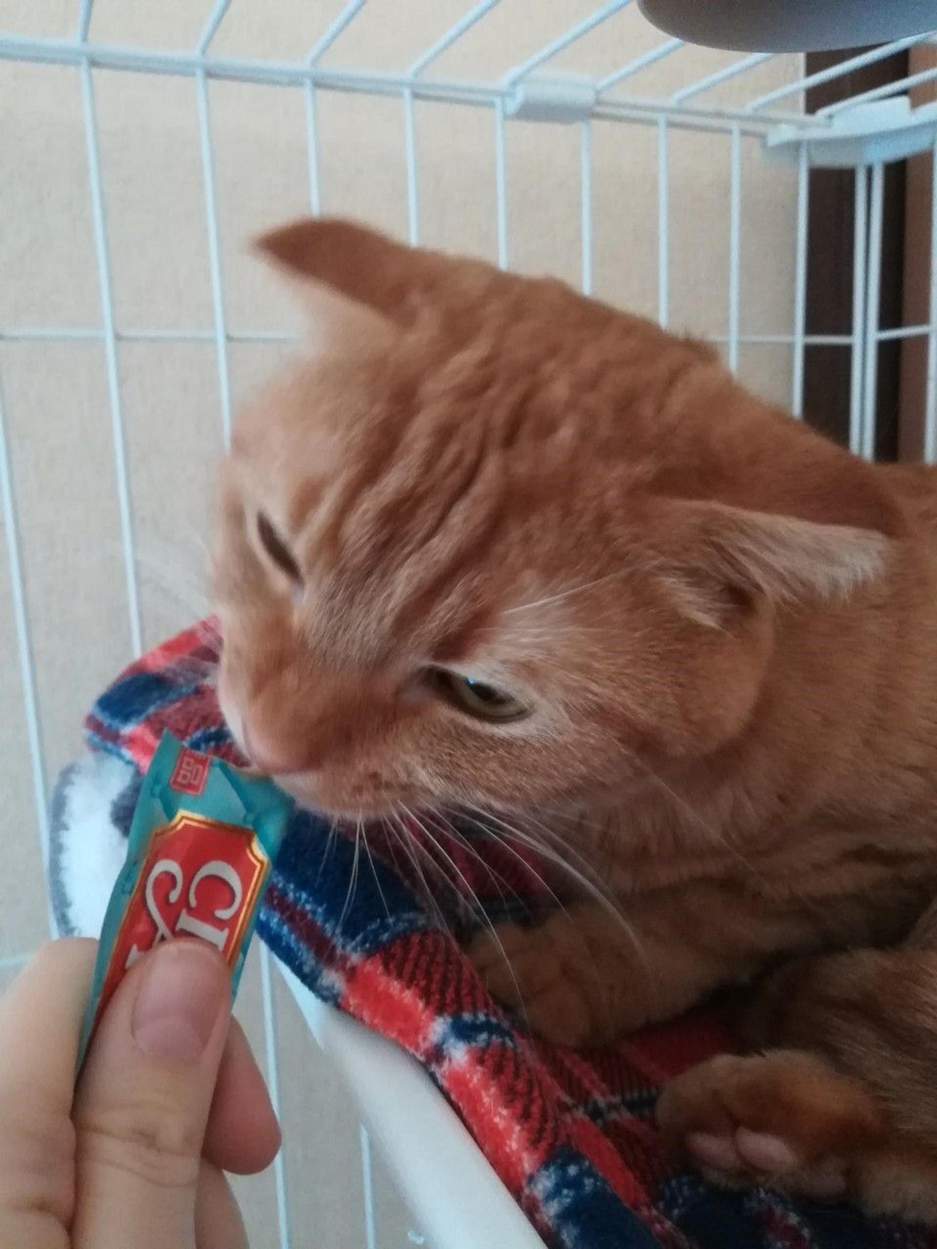 pet-image-3