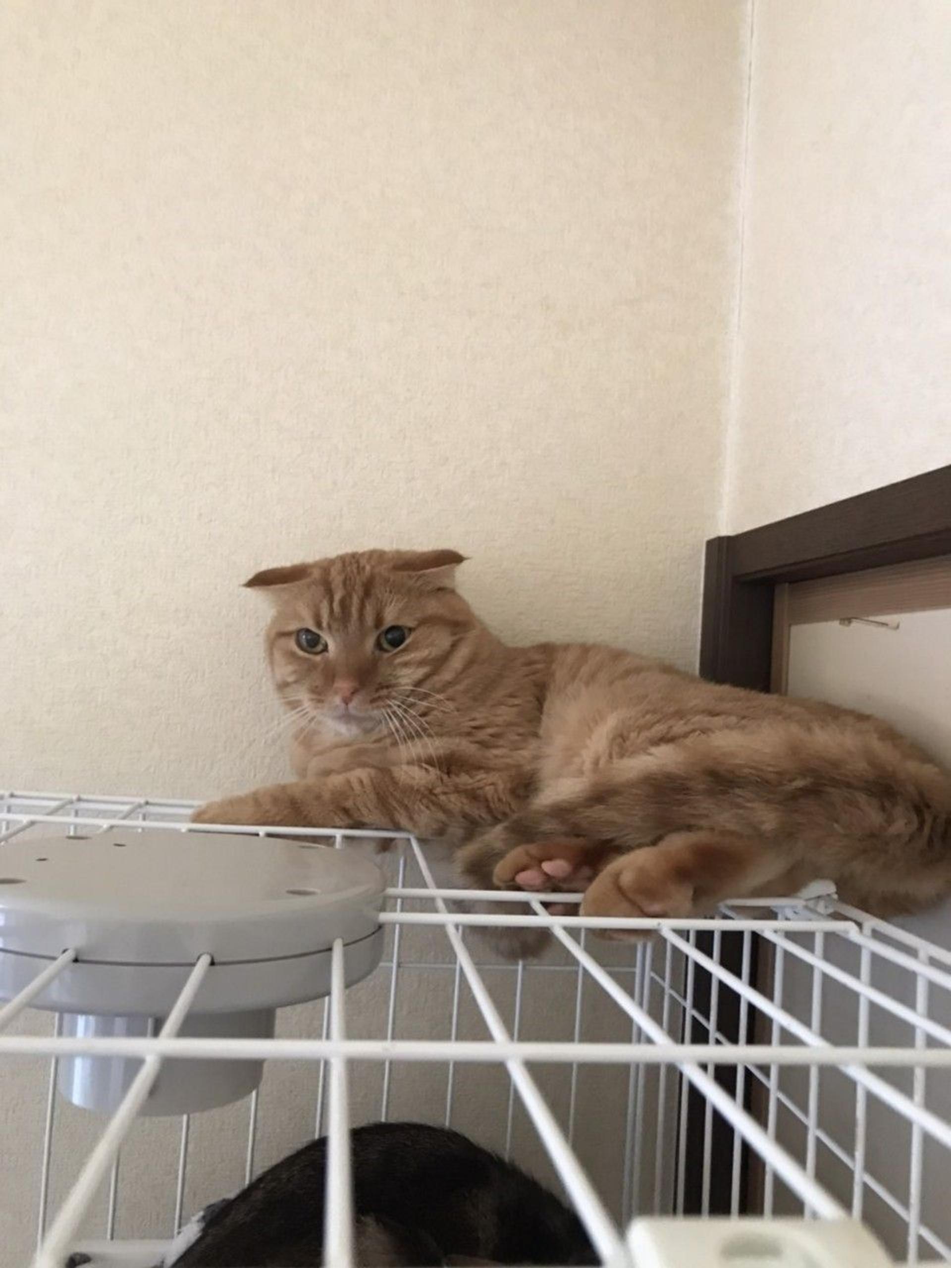 pet-image-5