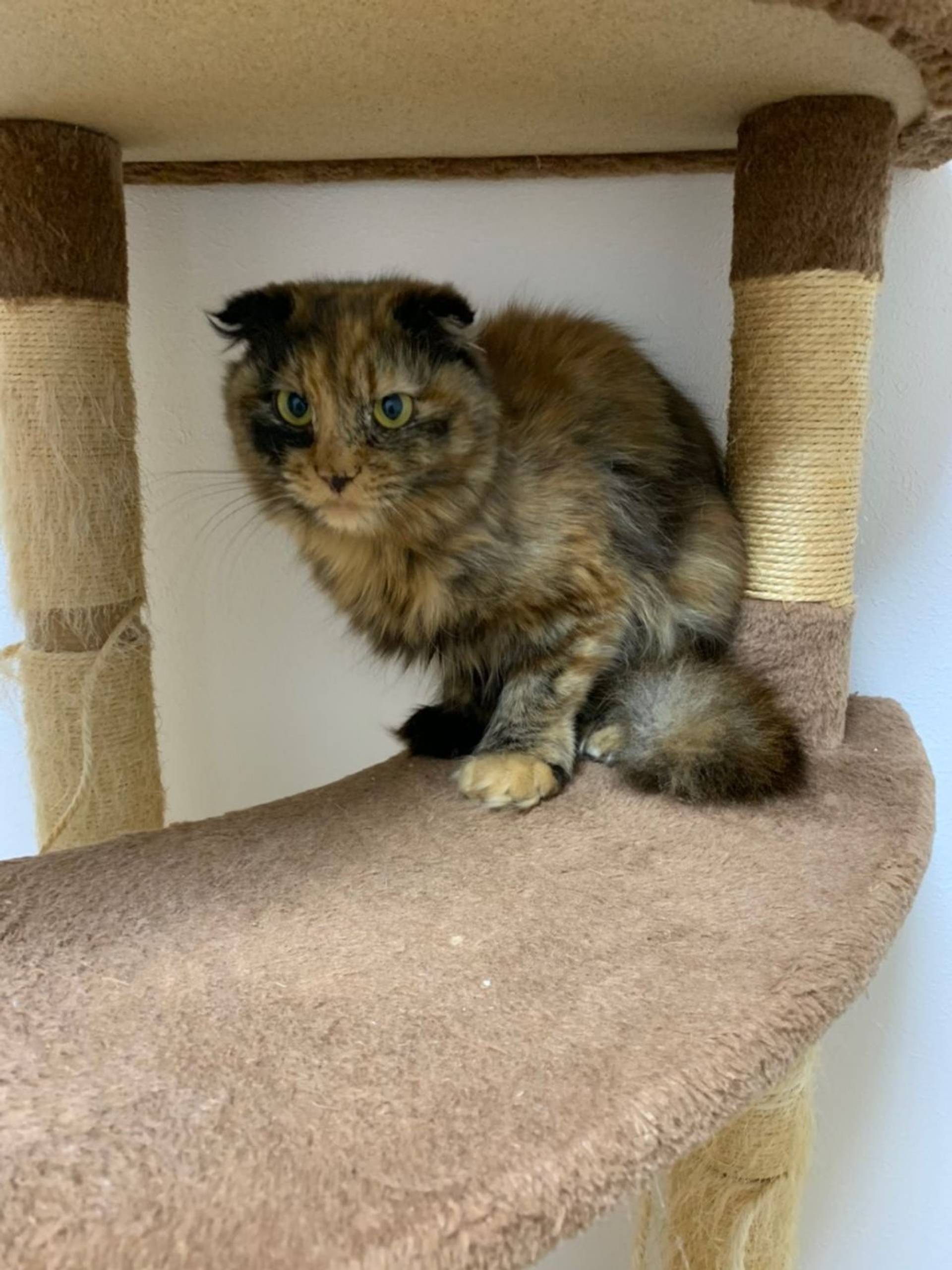 雑種（ミックス猫）・メスの里親募集の写真