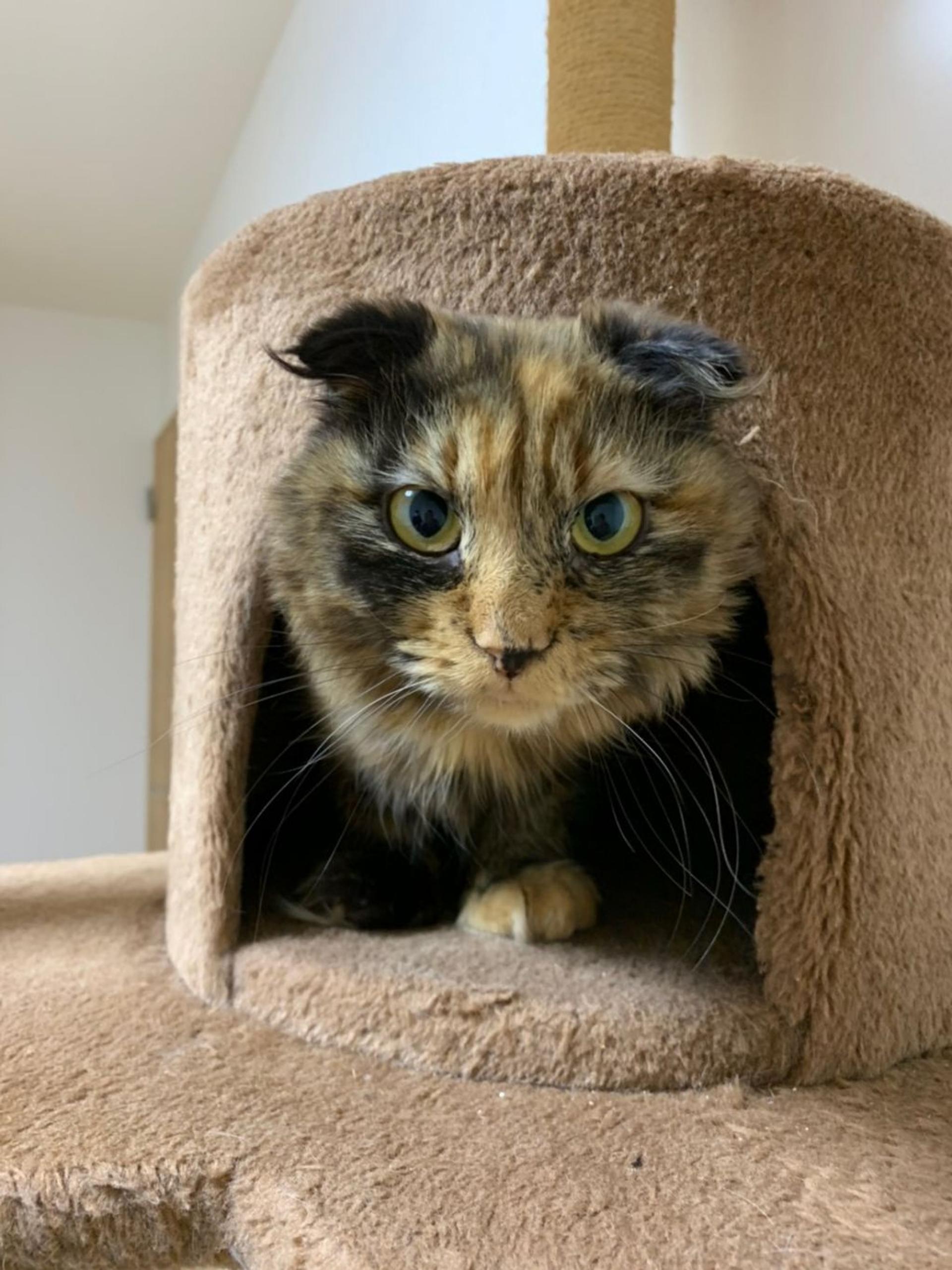 pet-image-2