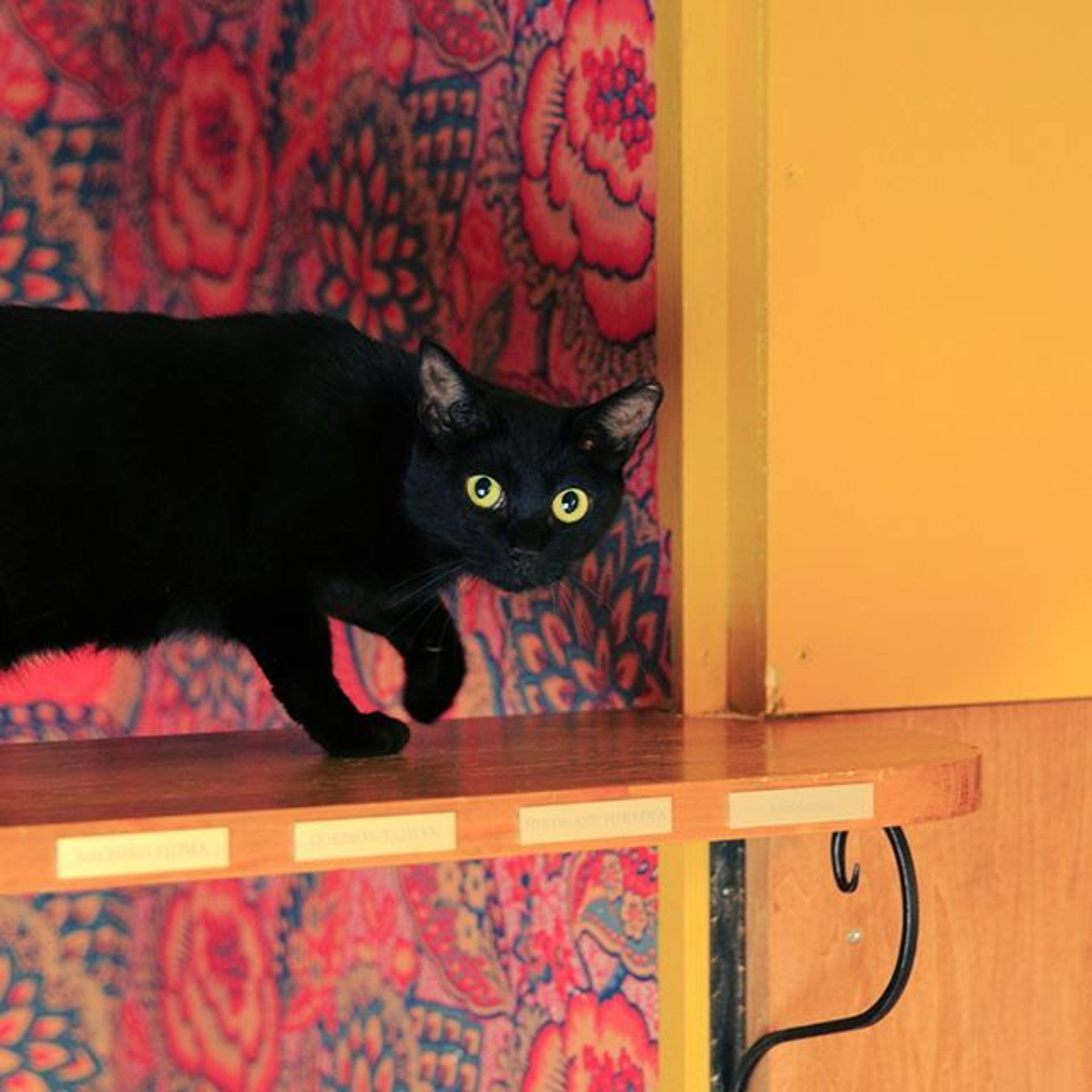 雑種（ミックス猫）・メスの里親募集の写真