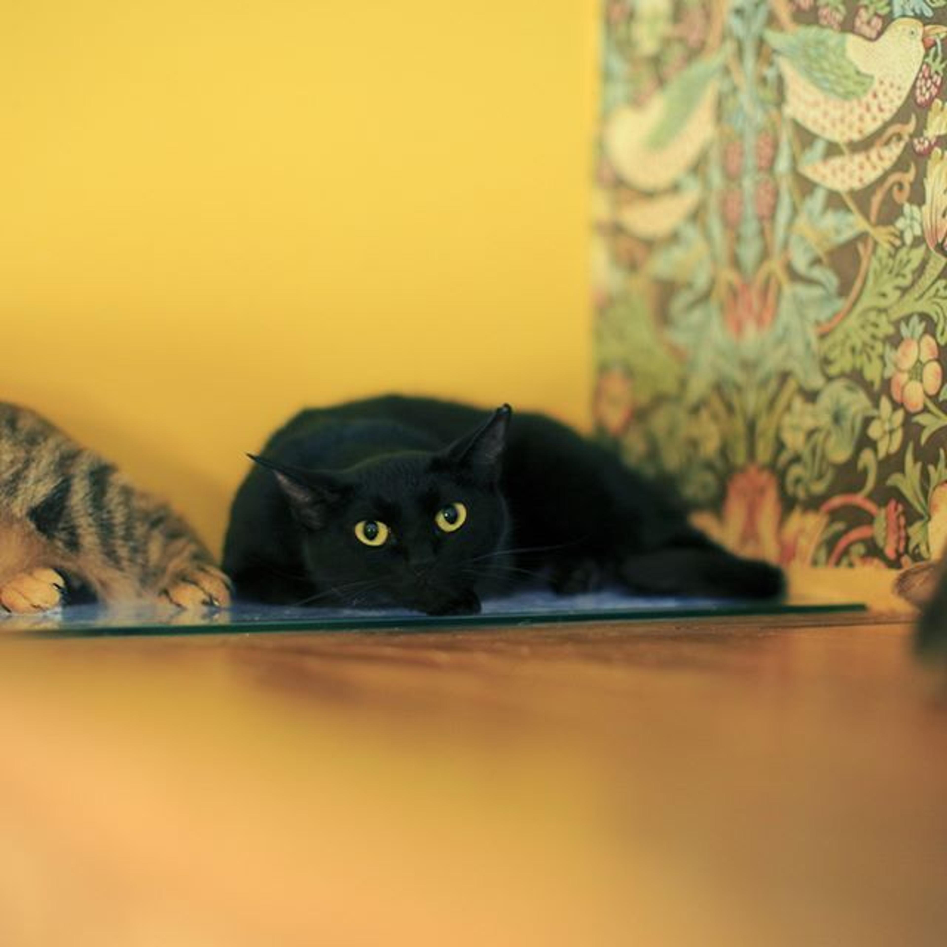 pet-image-2