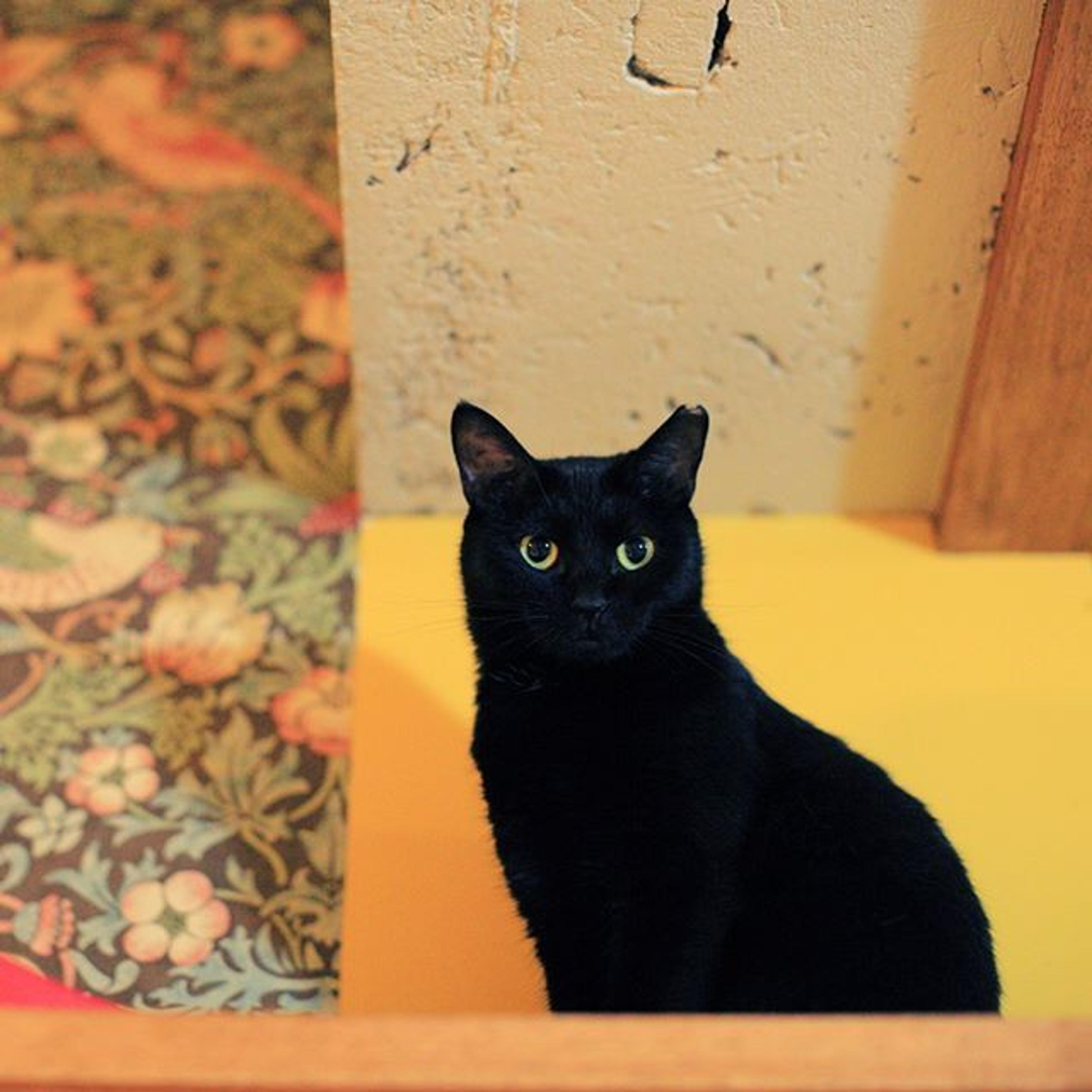 pet-image-3