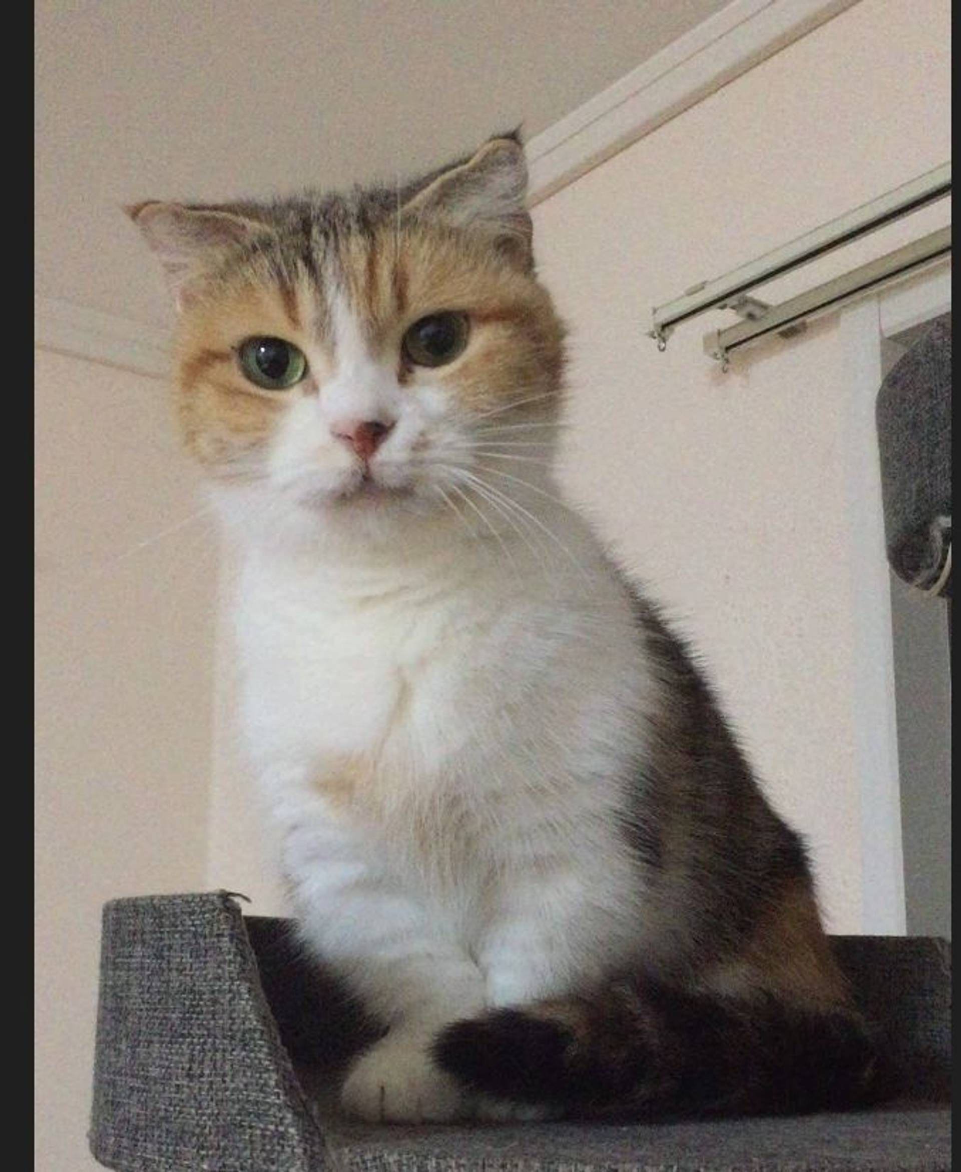 雑種（ミックス猫）・メスの里親募集の写真