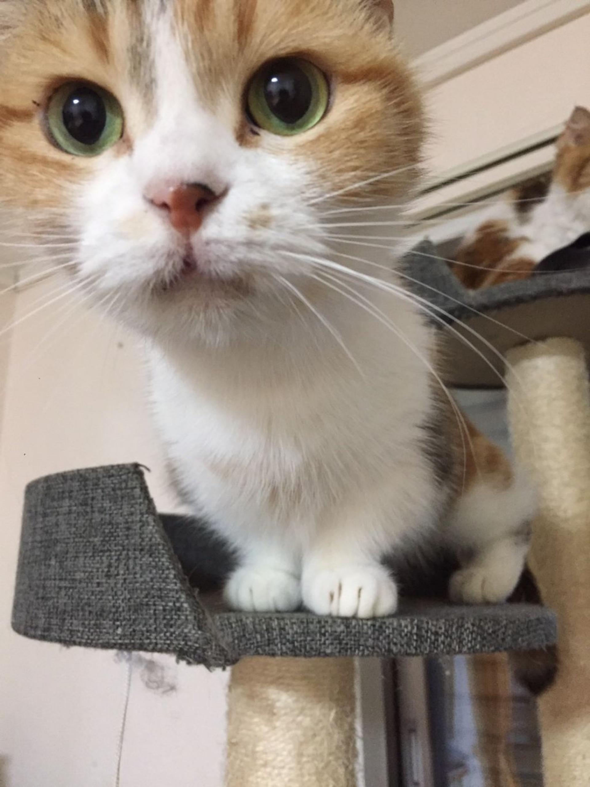 pet-image-4