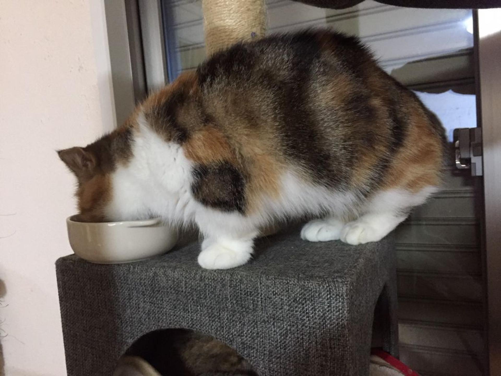 pet-image-5
