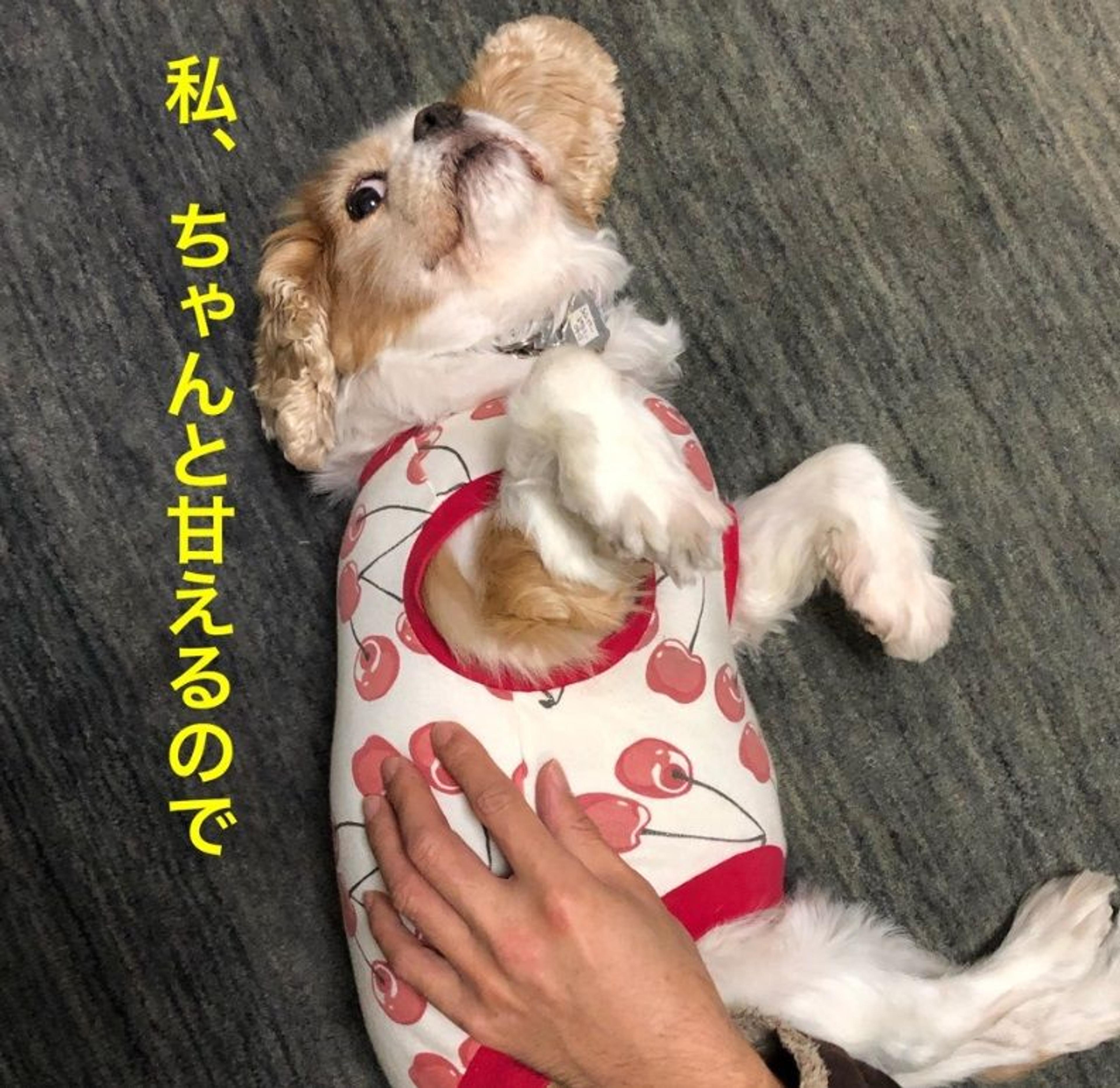 pet-image-3
