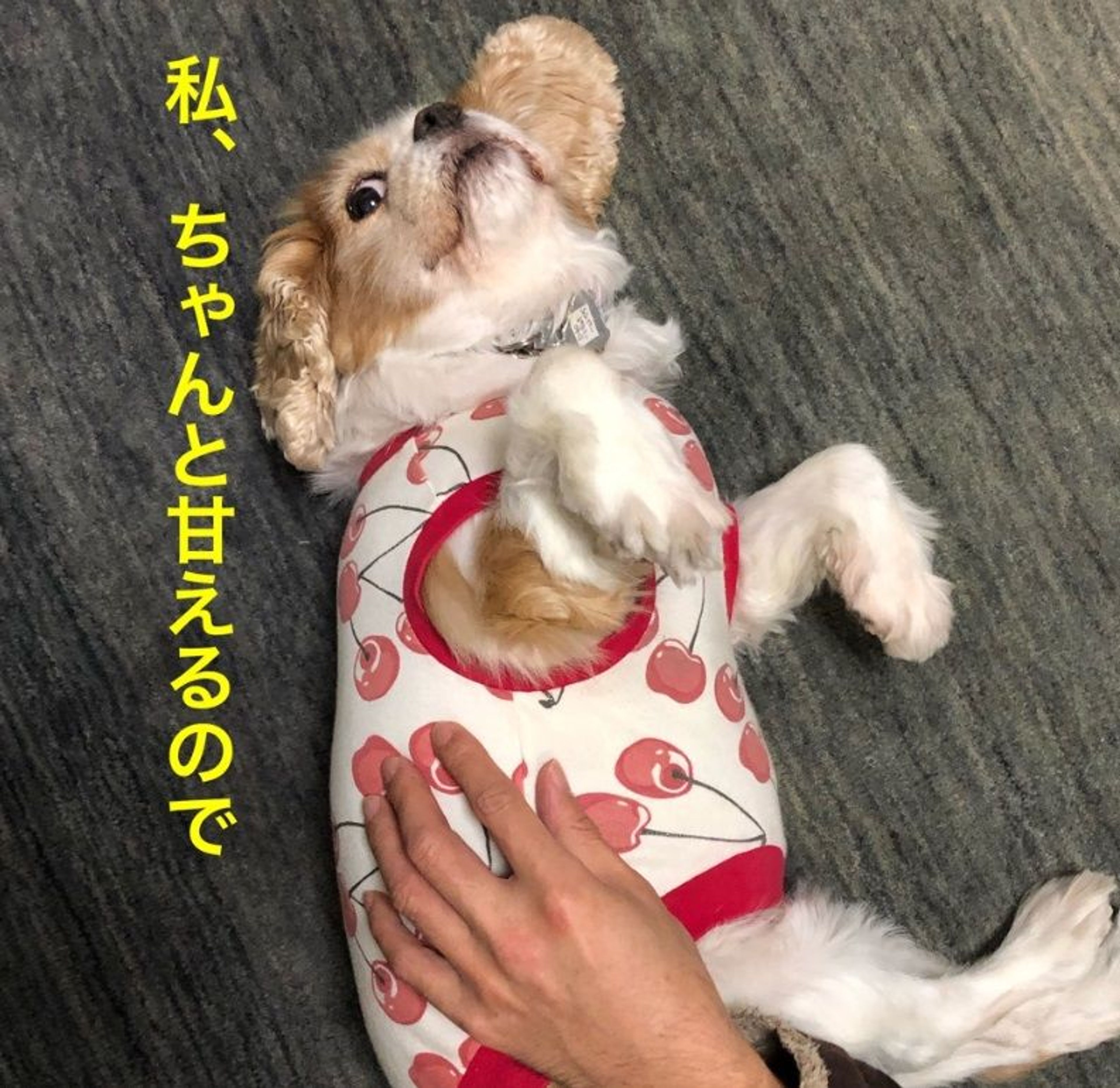 pet-image-3