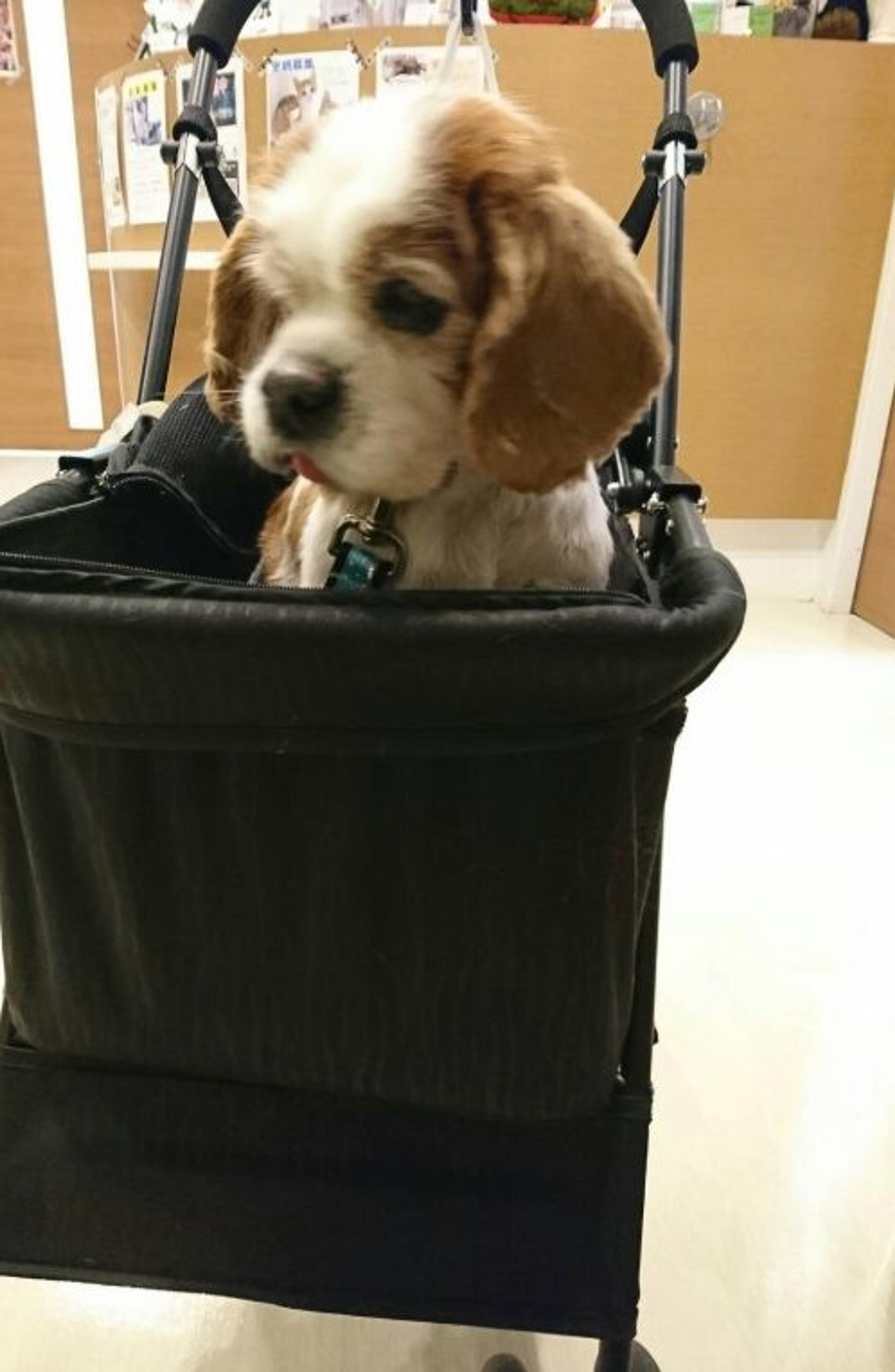 pet-image-3
