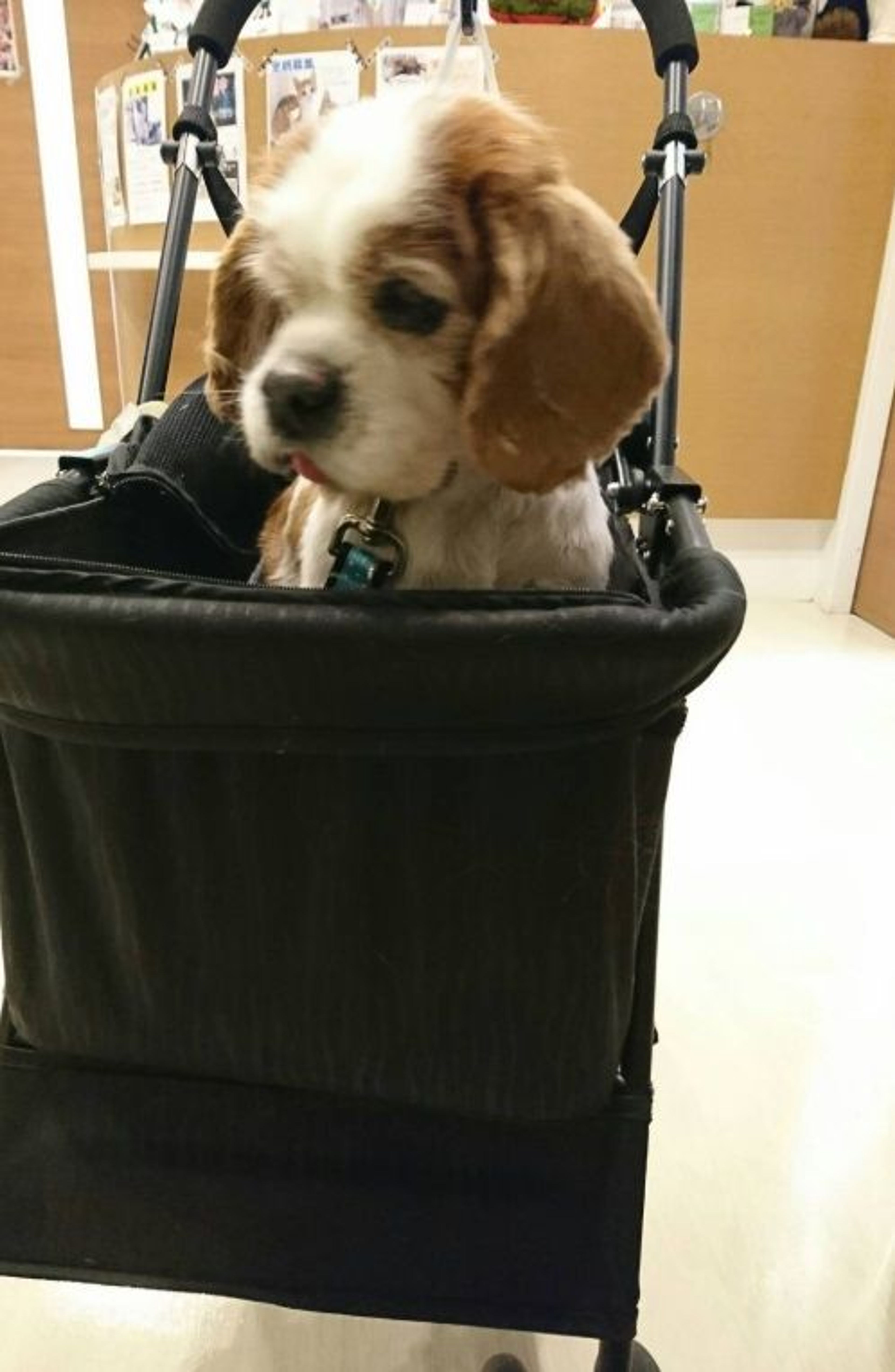pet-image-3