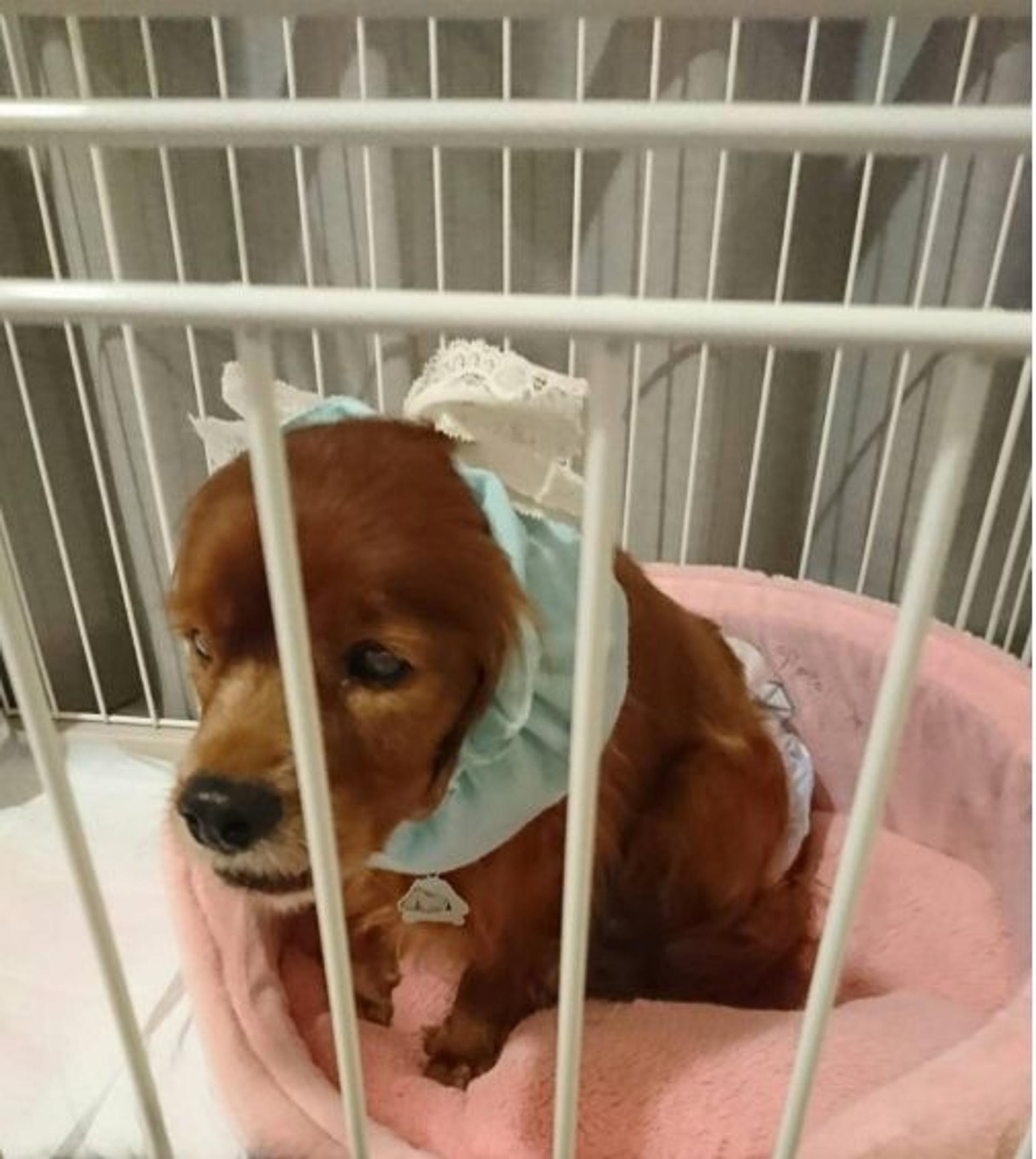 pet-image-3