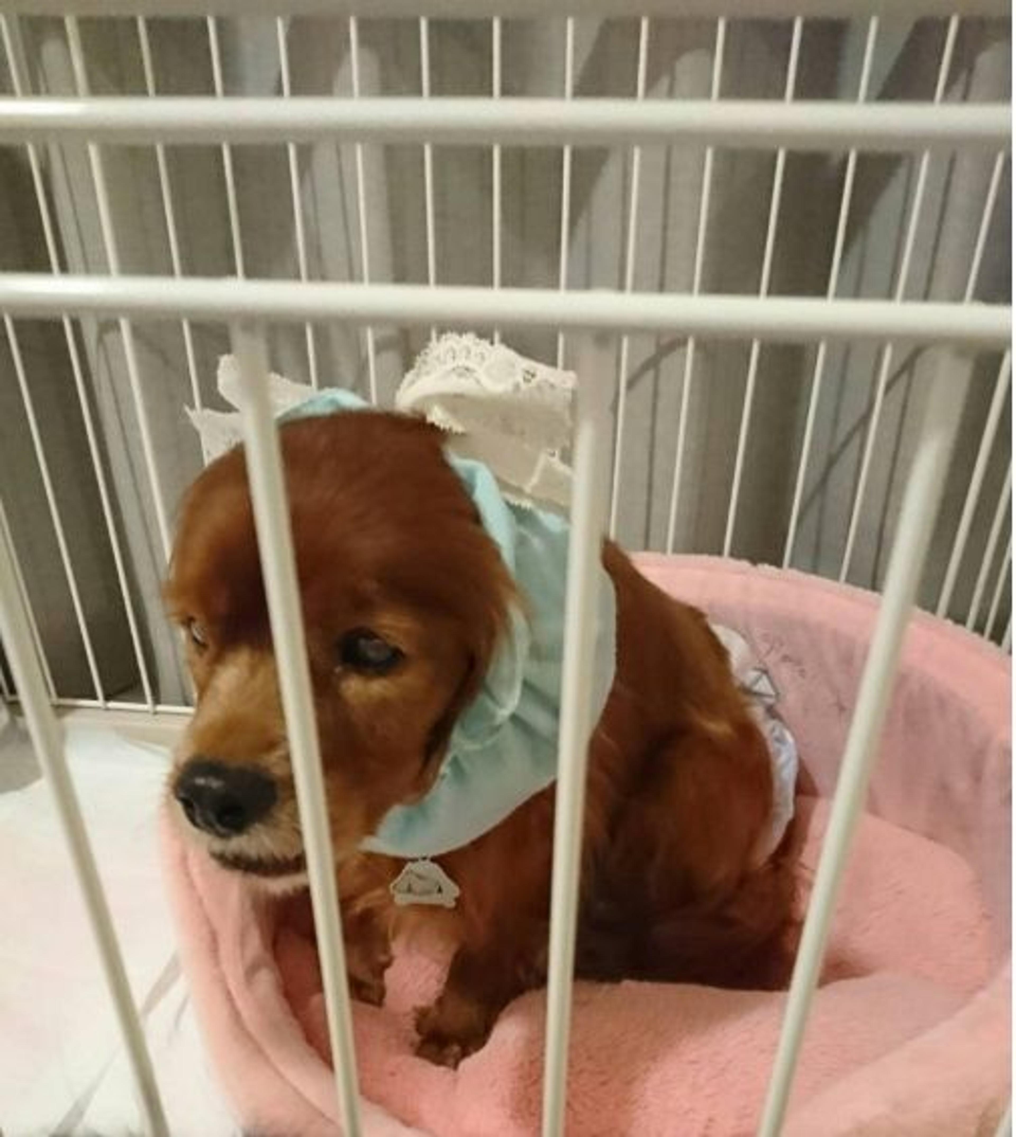 pet-image-3