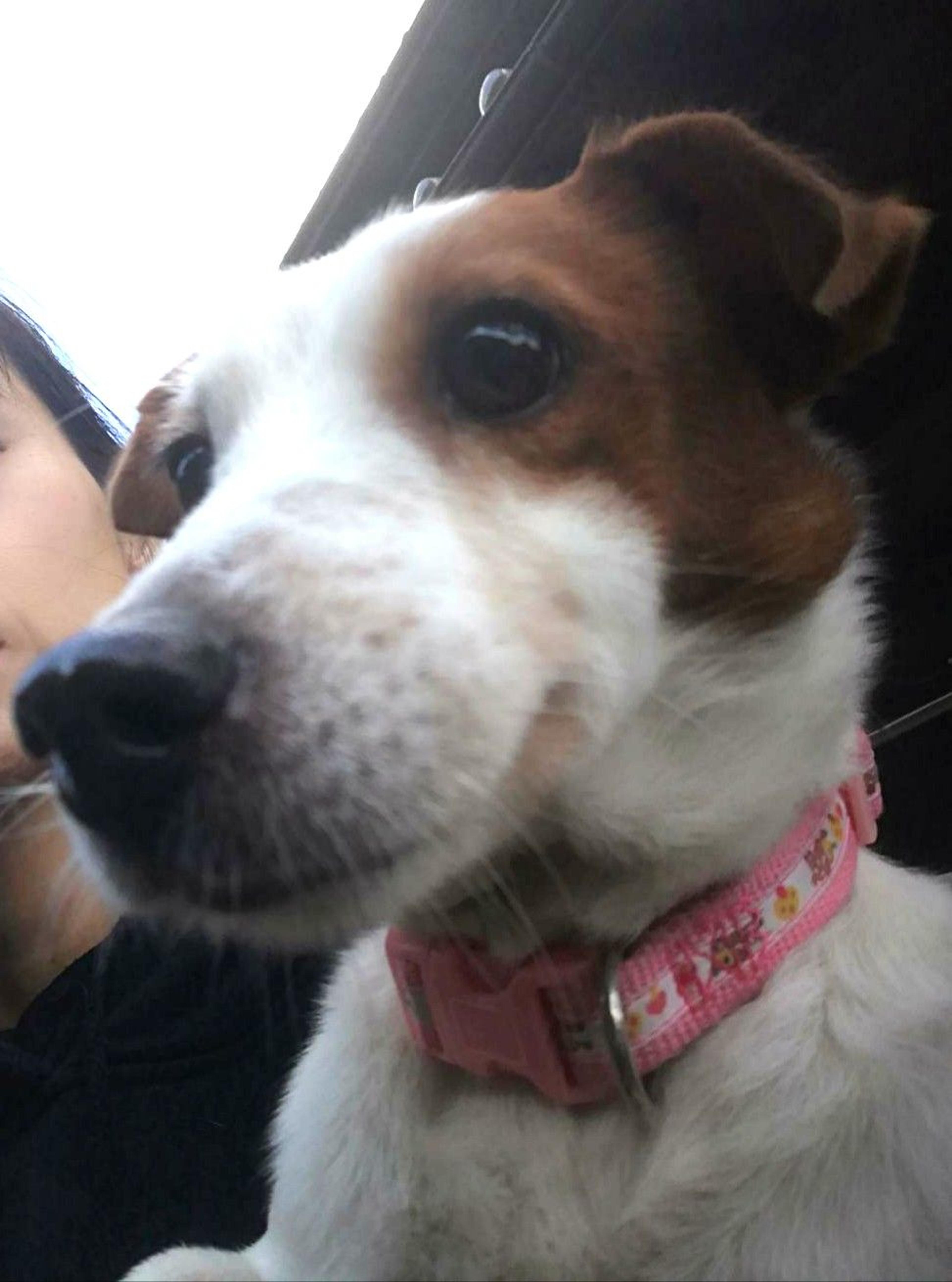 pet-image-2