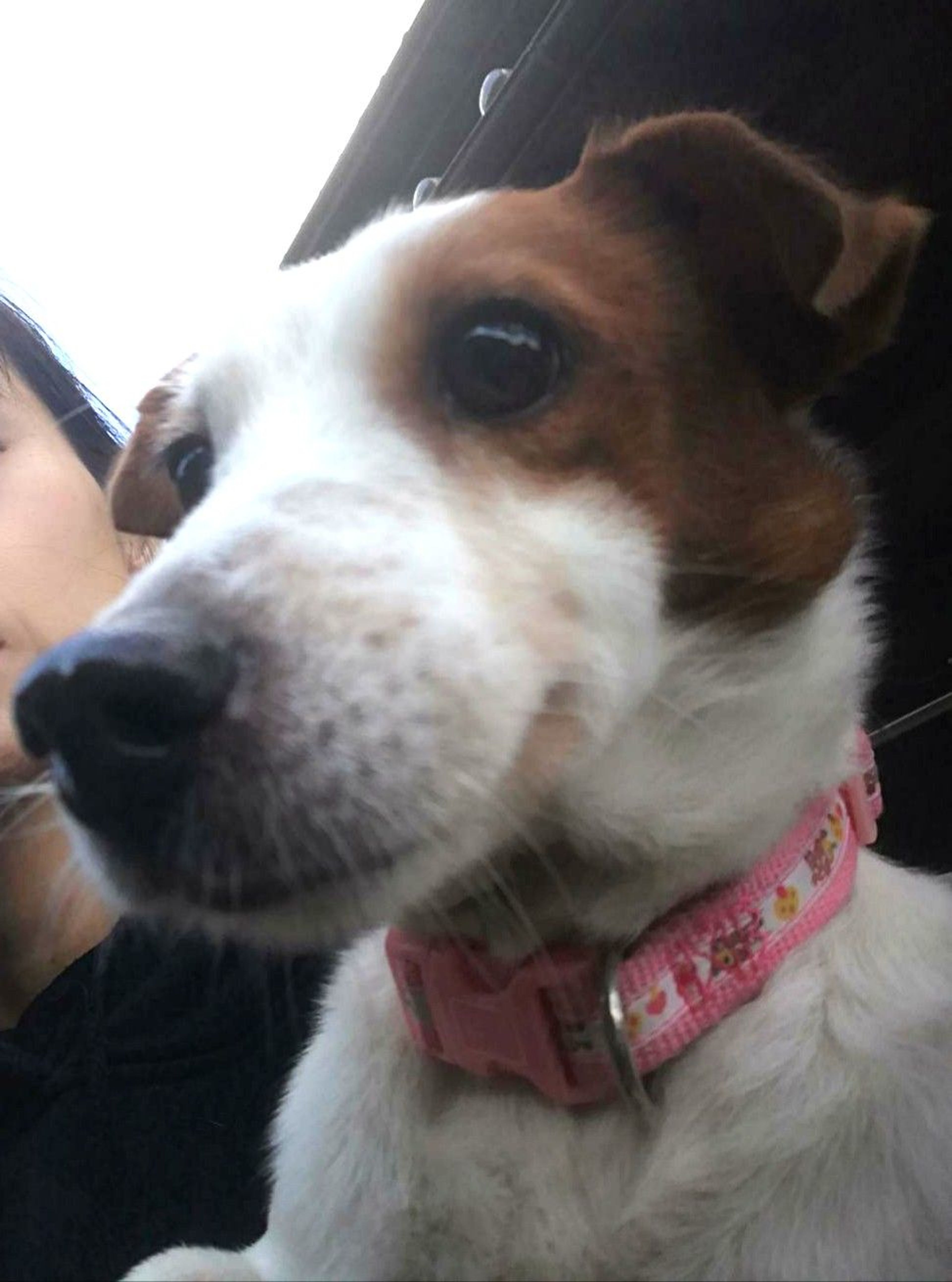 pet-image-2