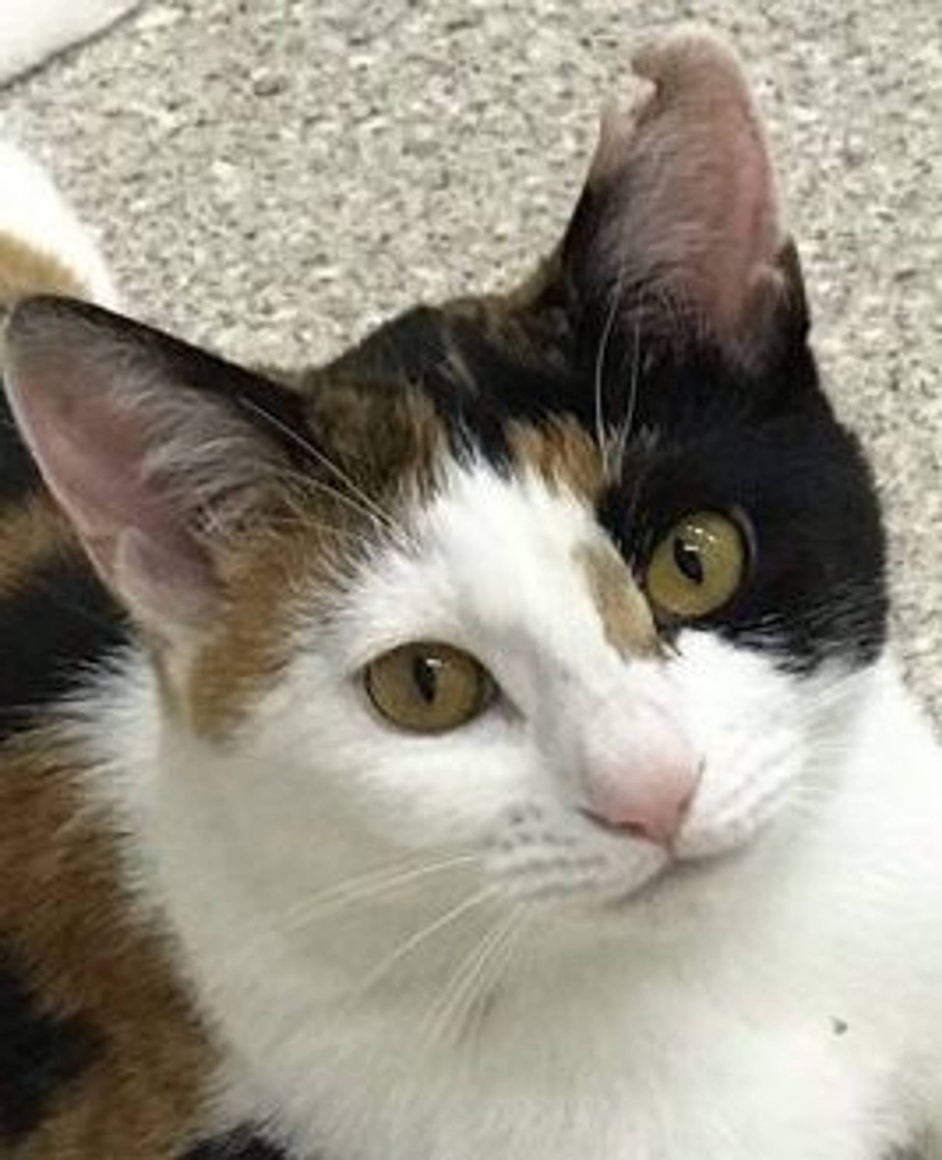 雑種（ミックス猫）・メスの里親募集の写真