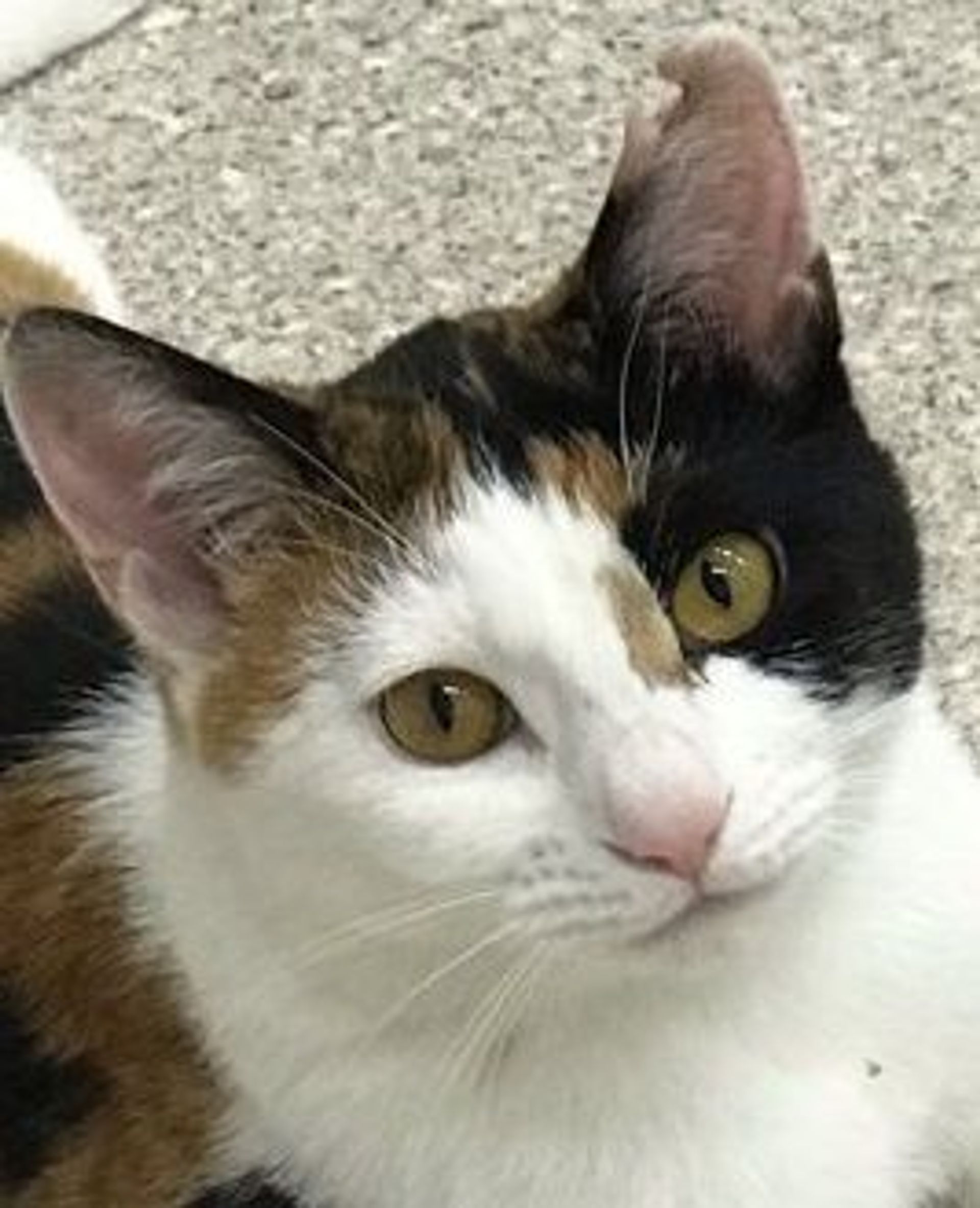 雑種（ミックス猫）・メスの里親募集の写真