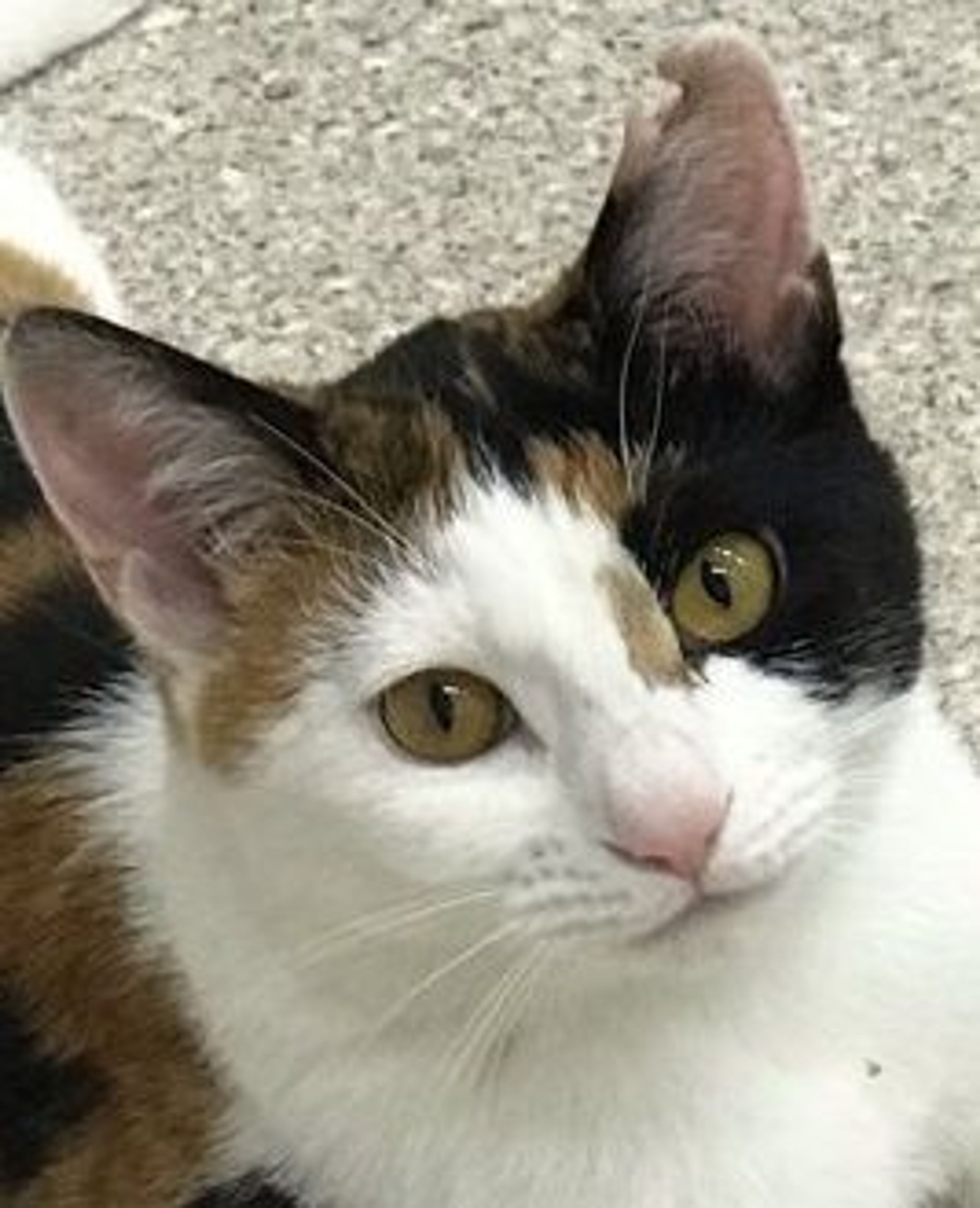 雑種（ミックス猫）・メスの里親募集の写真