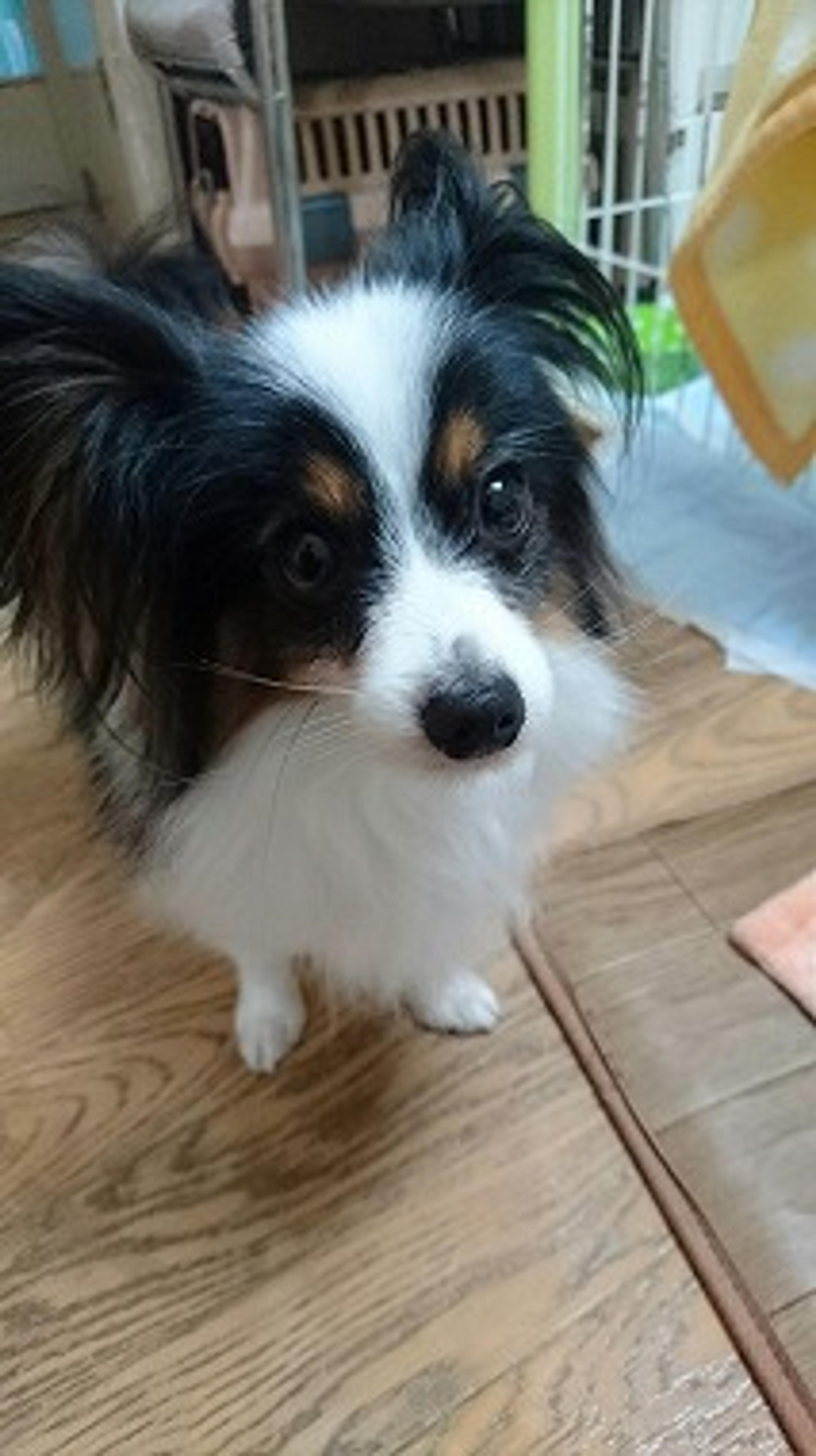 pet-image-2