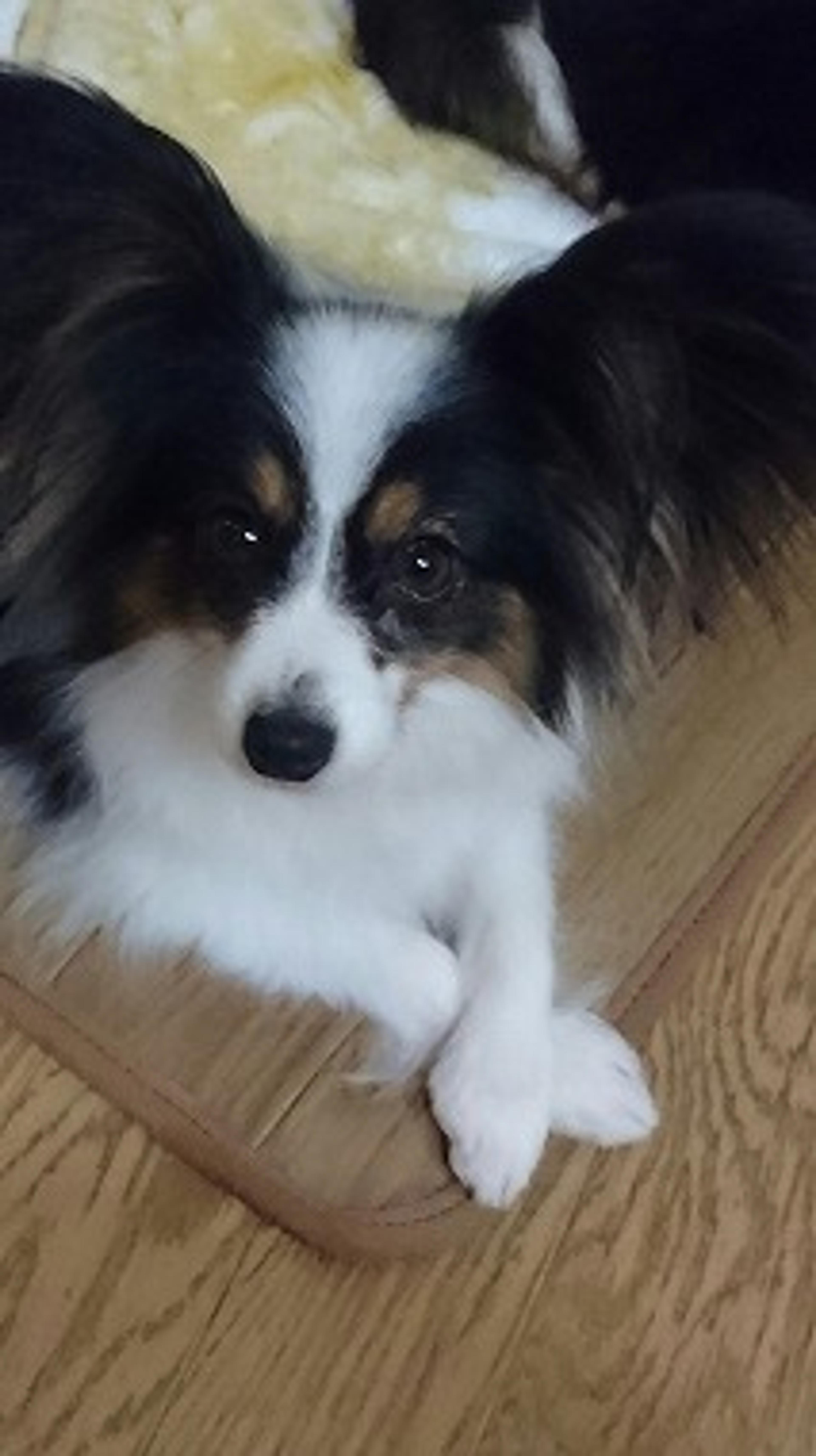 pet-image-3