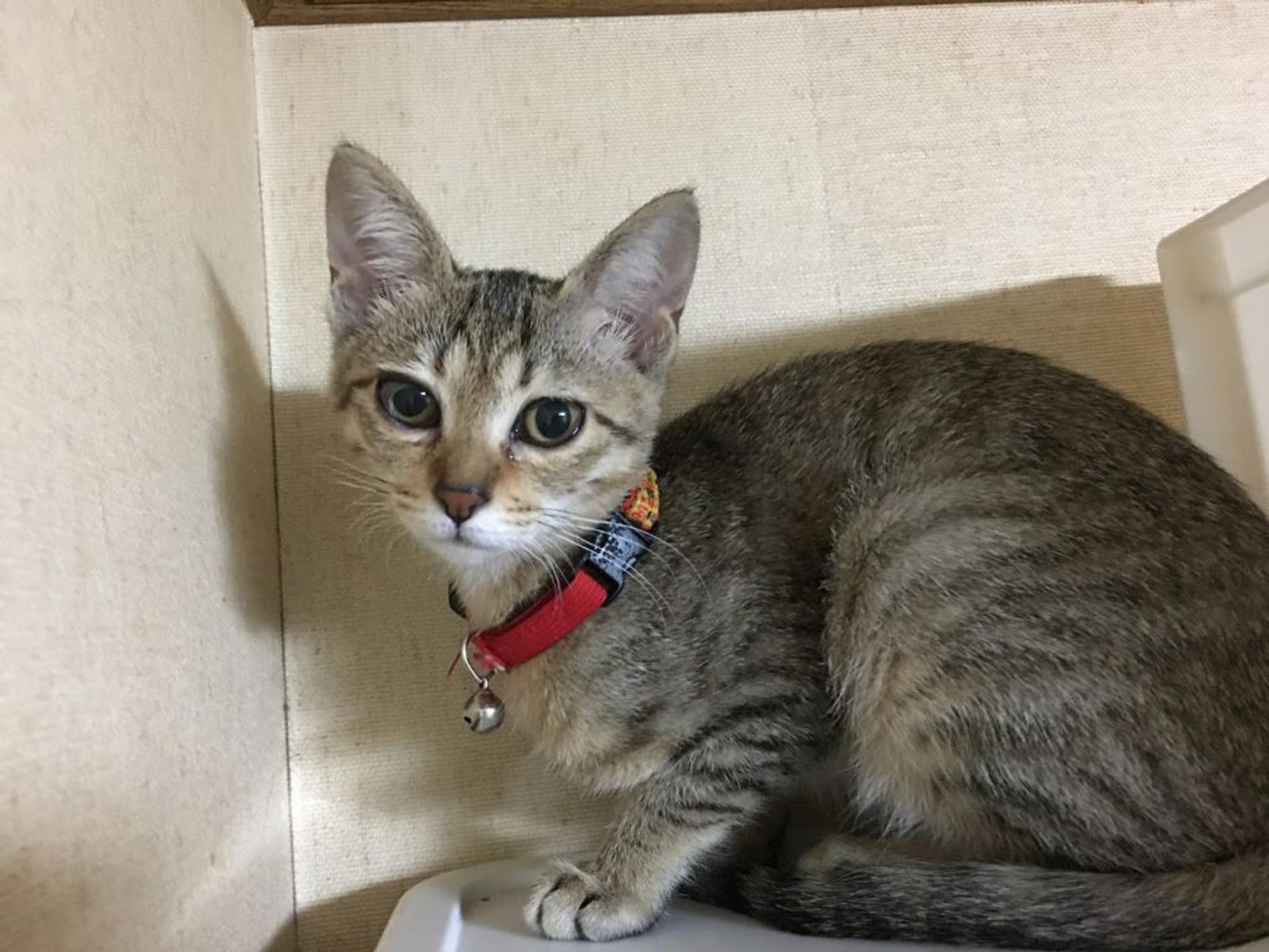 pet-image-4