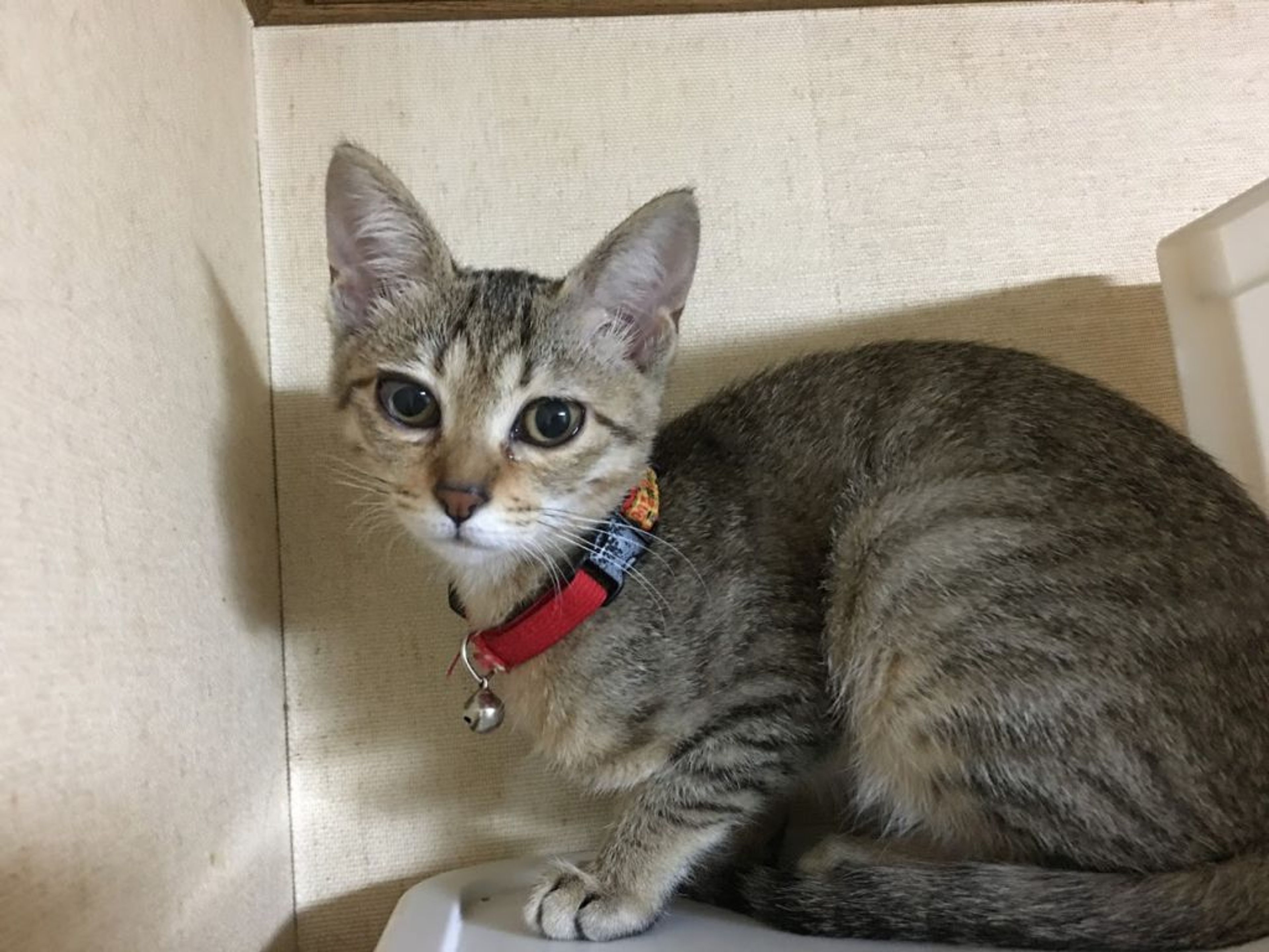 pet-image-4