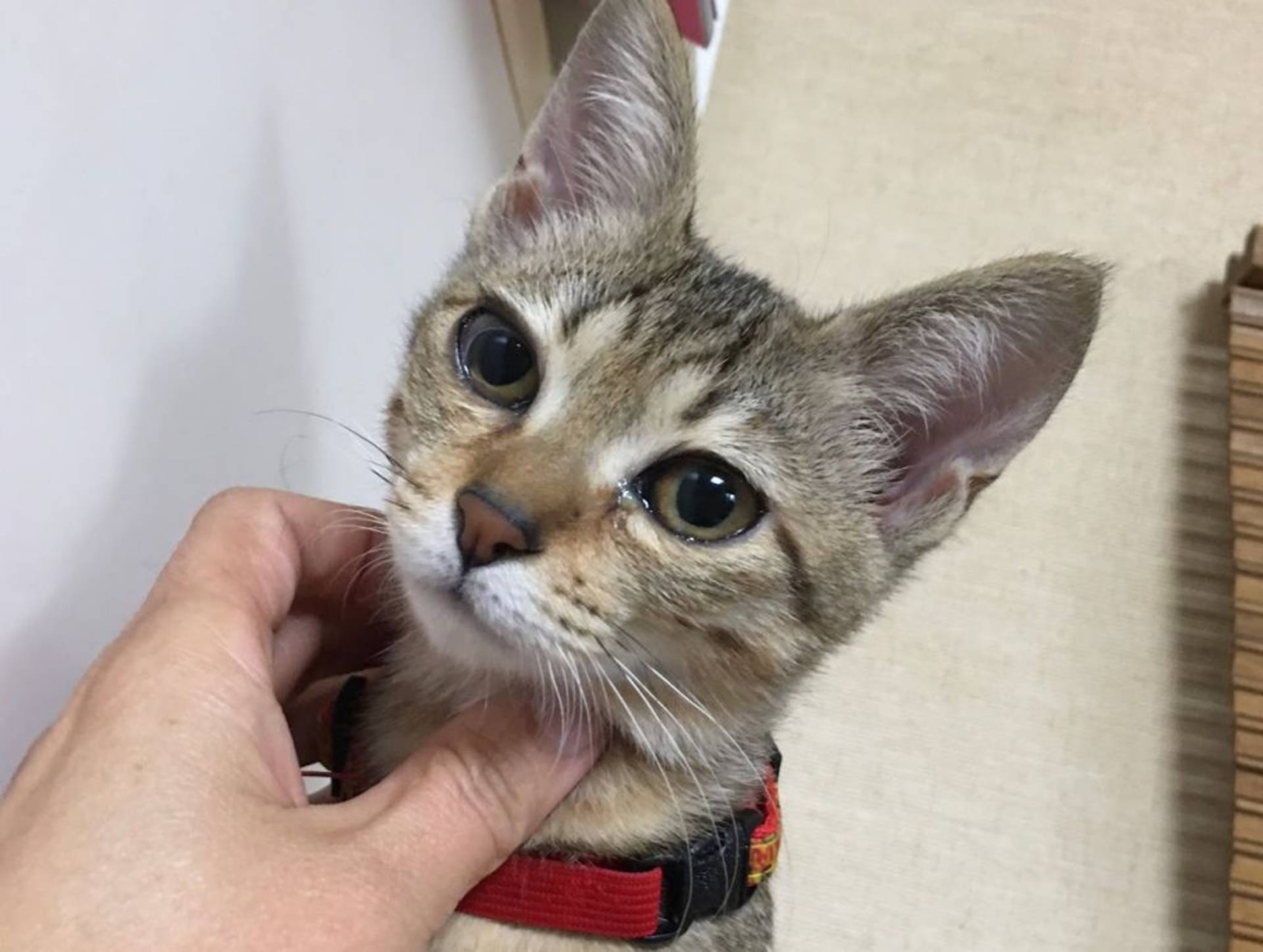 雑種（ミックス猫）・メスの里親募集の写真