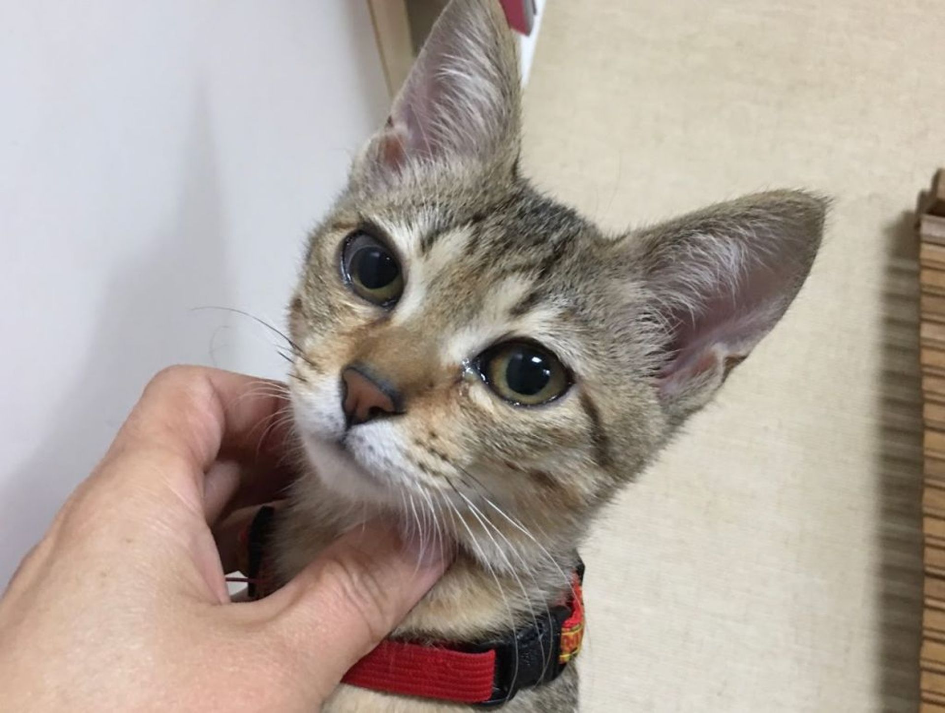 雑種（ミックス猫）・メスの里親募集の写真
