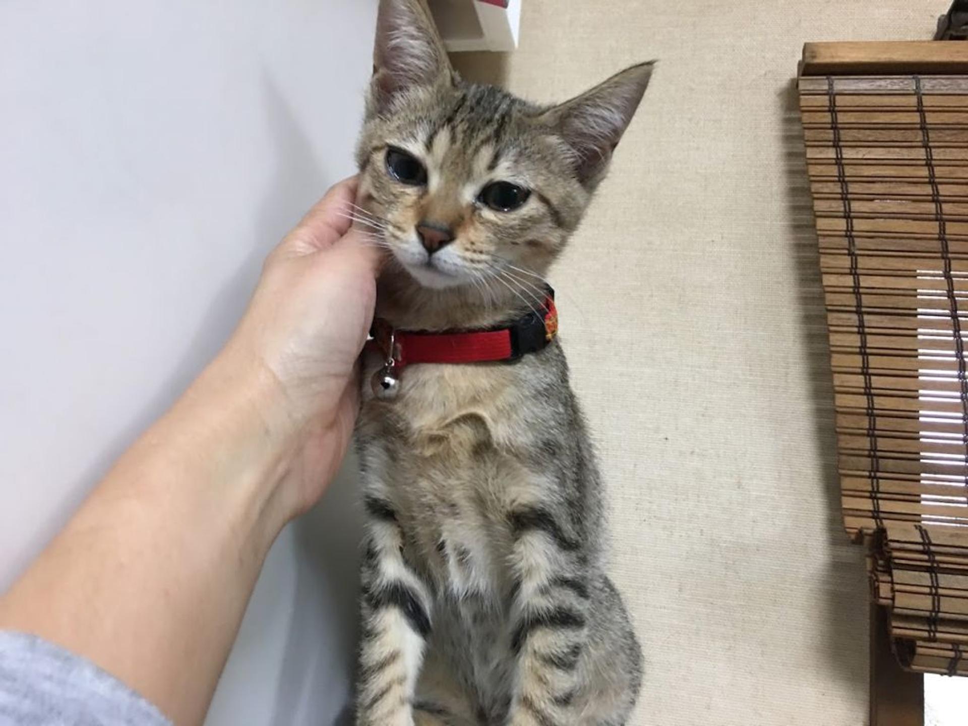 pet-image-3