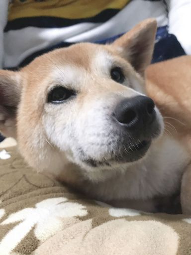こまちちゃんの写真