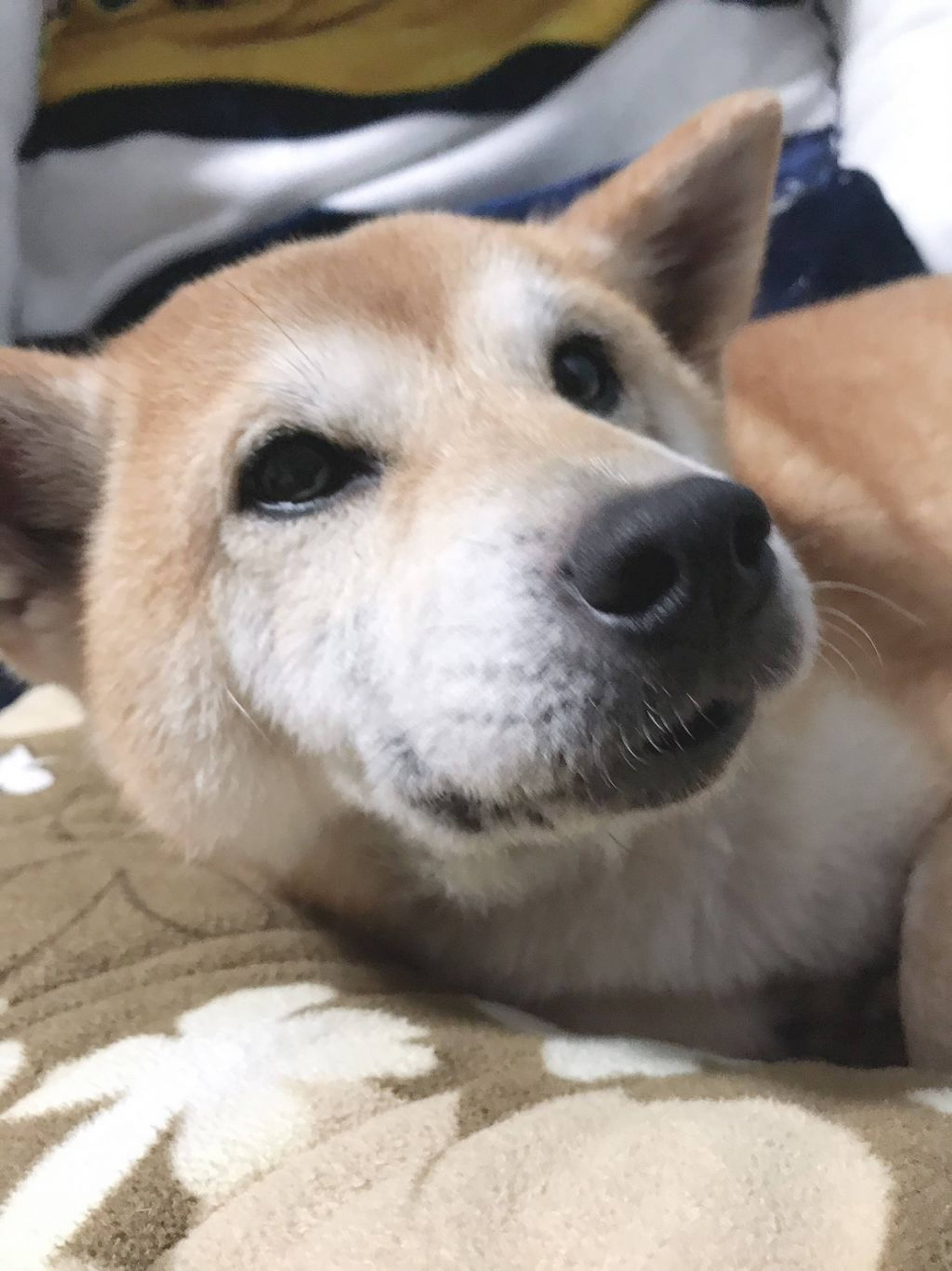 柴犬・メスの里親募集の写真