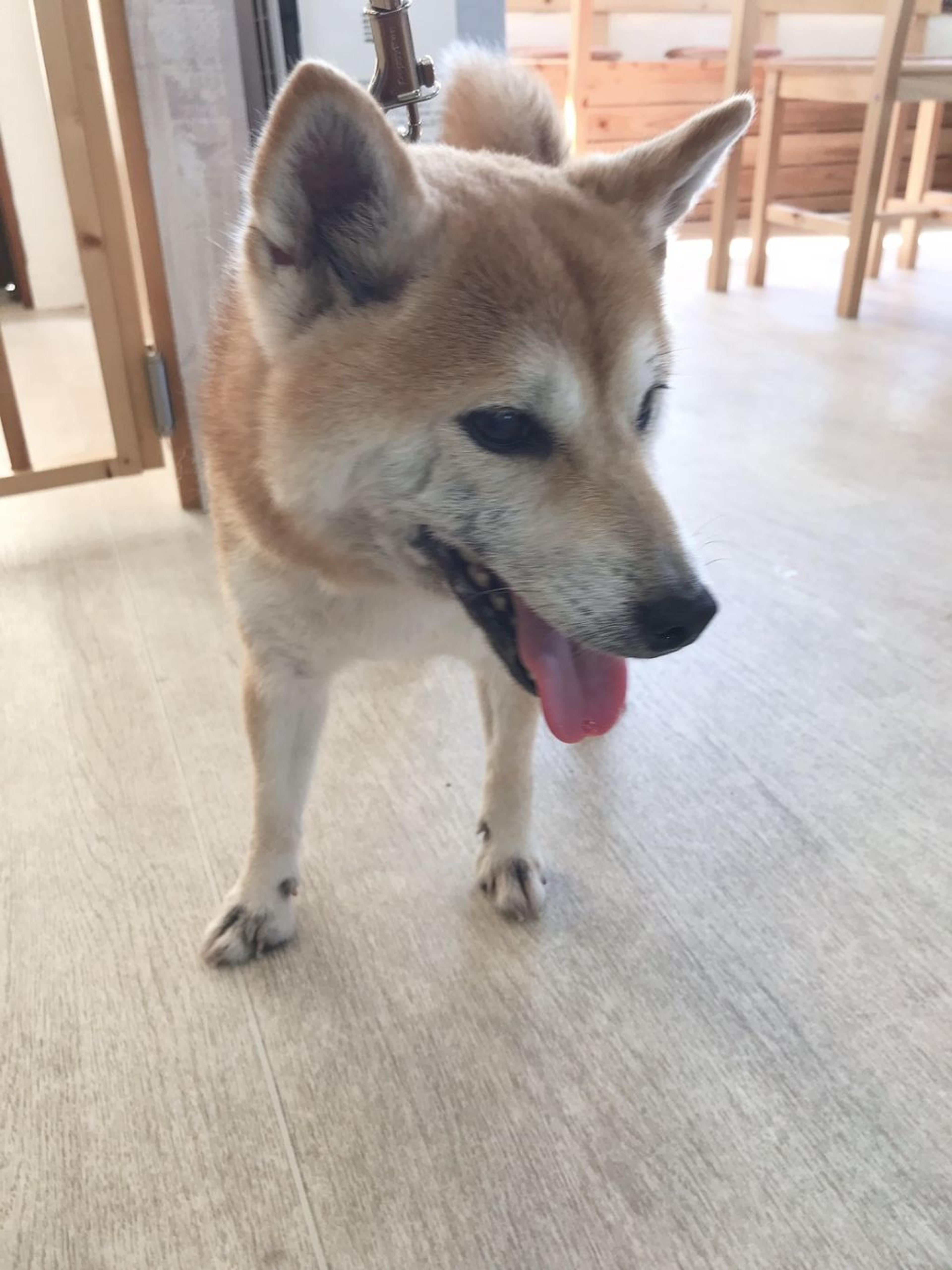 pet-image-4