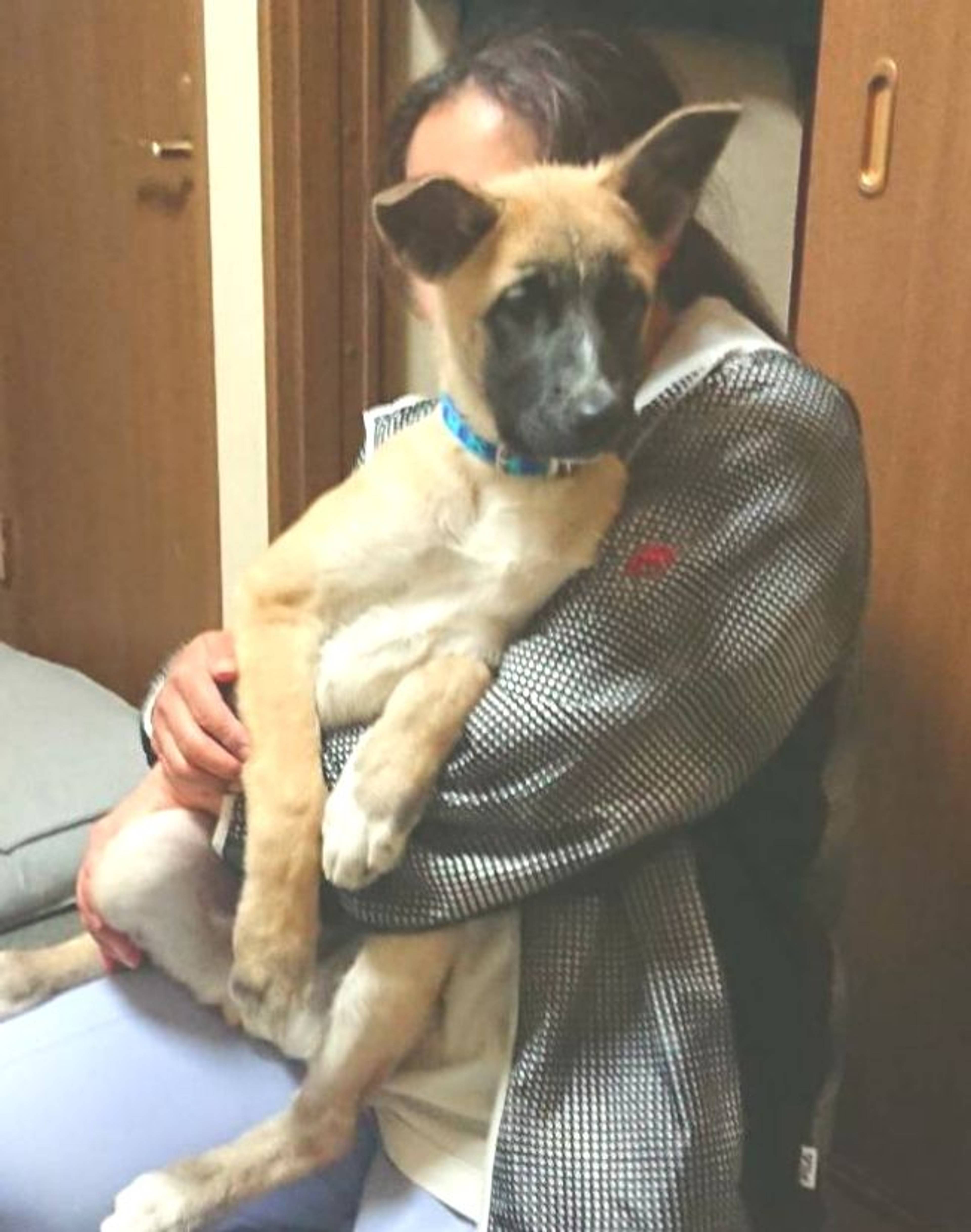 雑種（ミックス犬）・オスの里親募集の写真