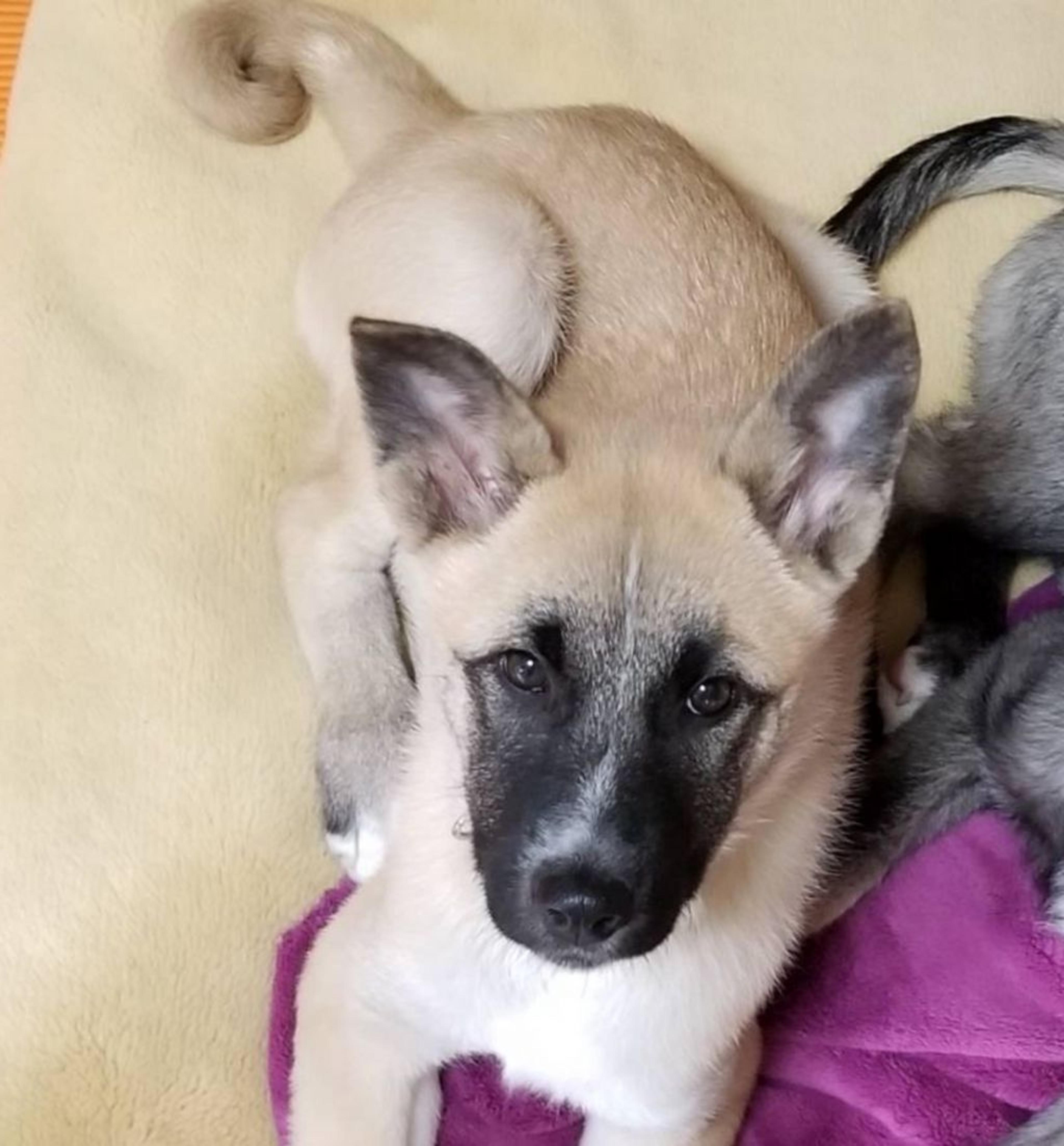 pet-image-2
