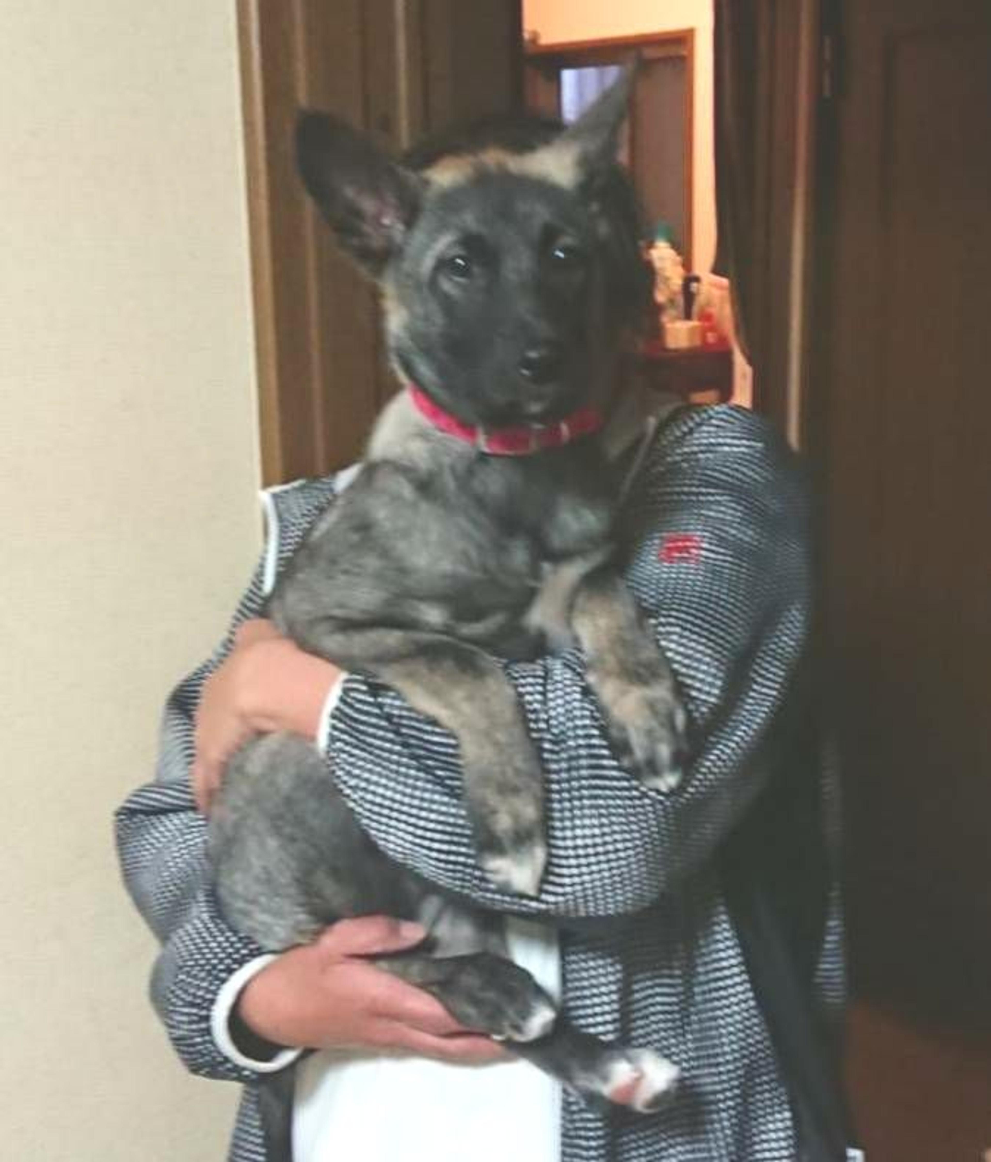 pet-image-3