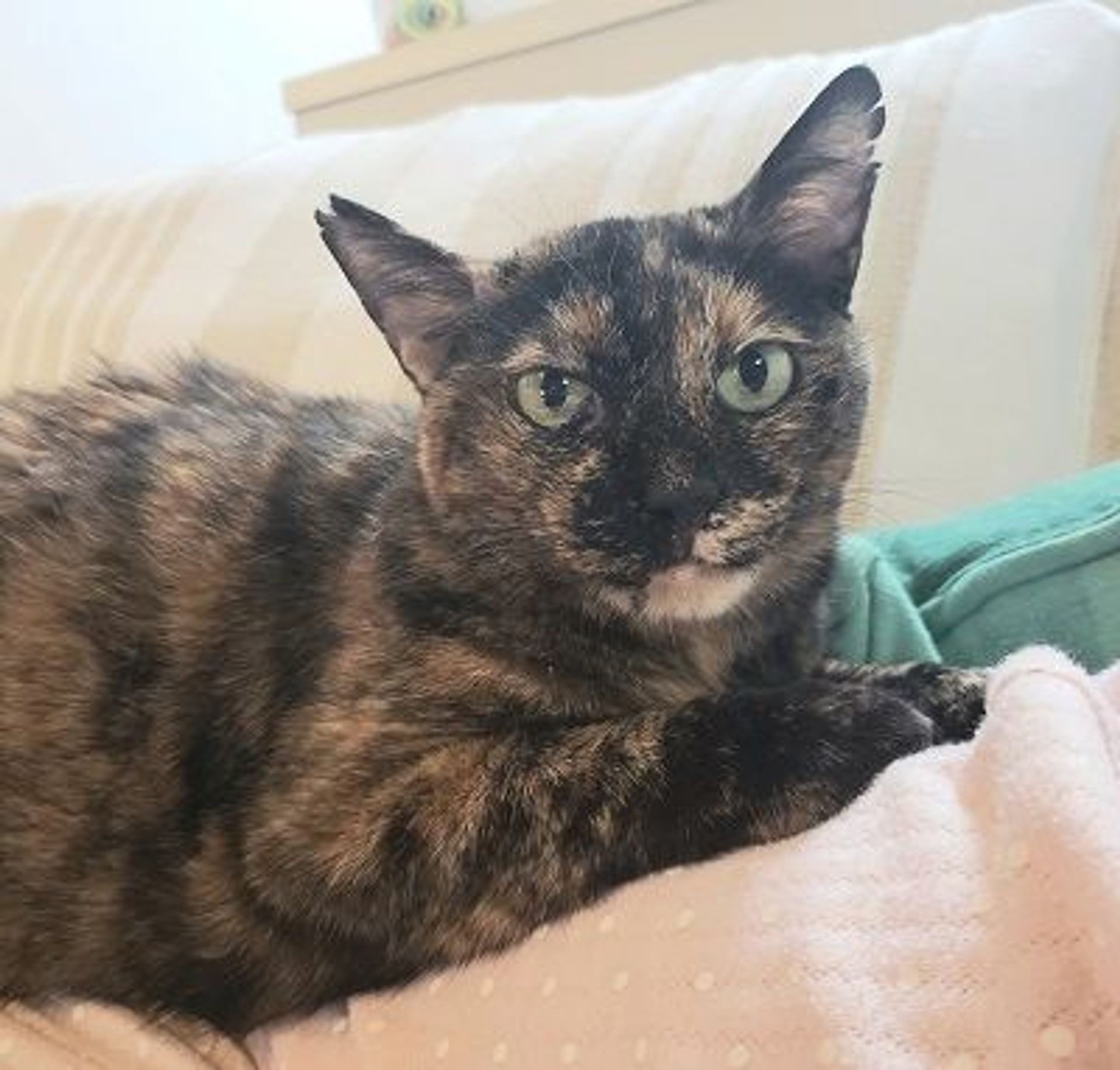 雑種（ミックス猫）・メスの里親募集の写真