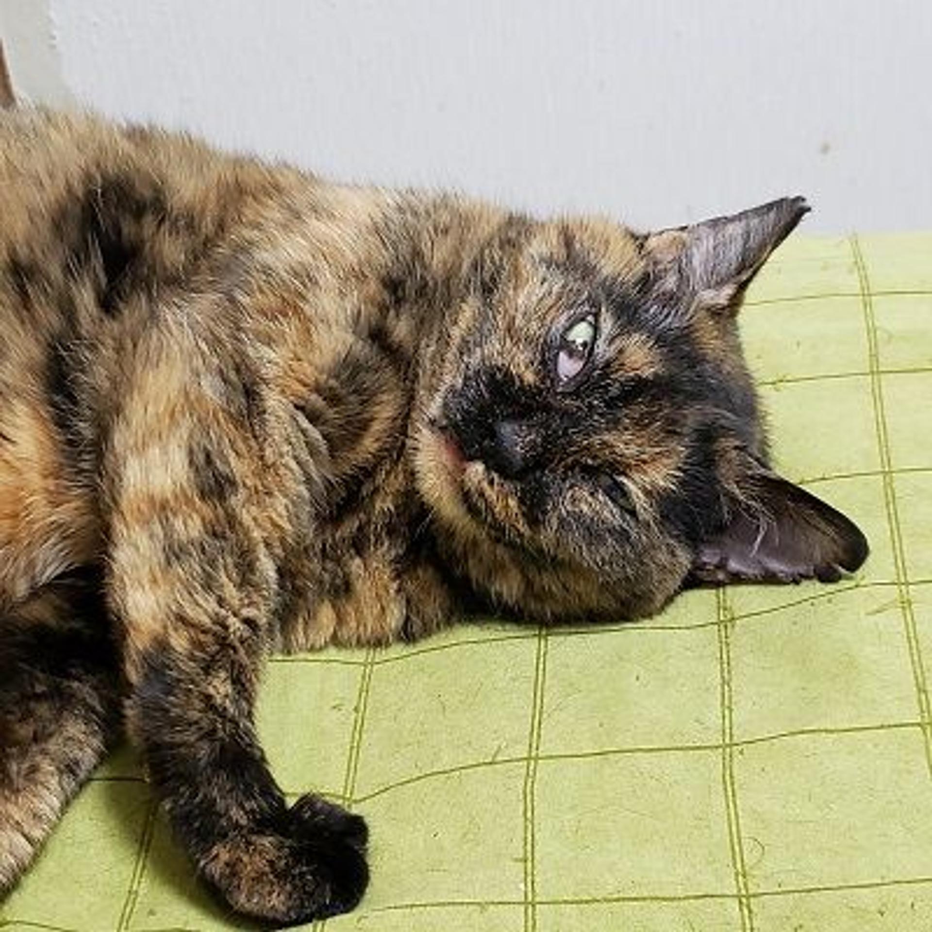 pet-image-3