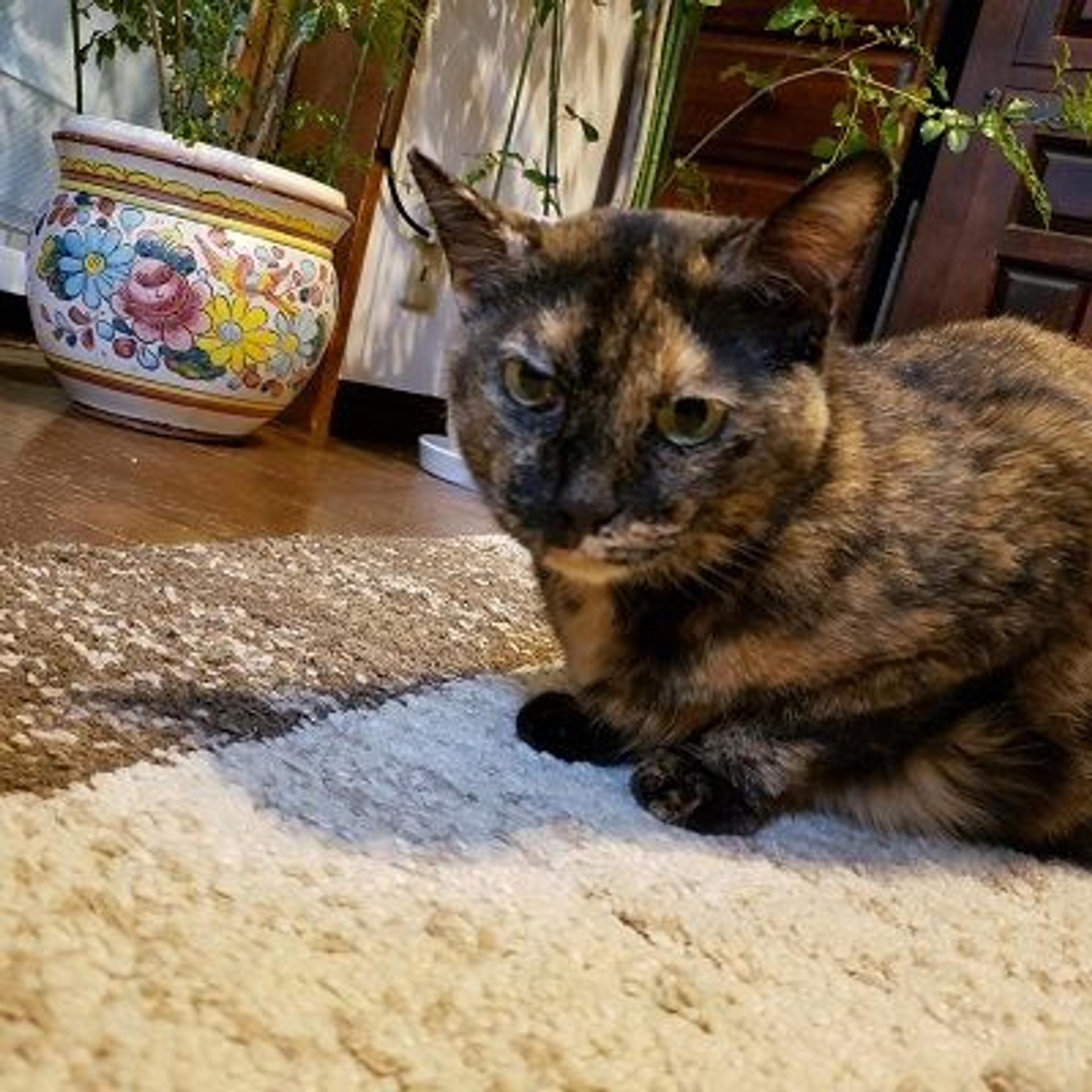 pet-image-4