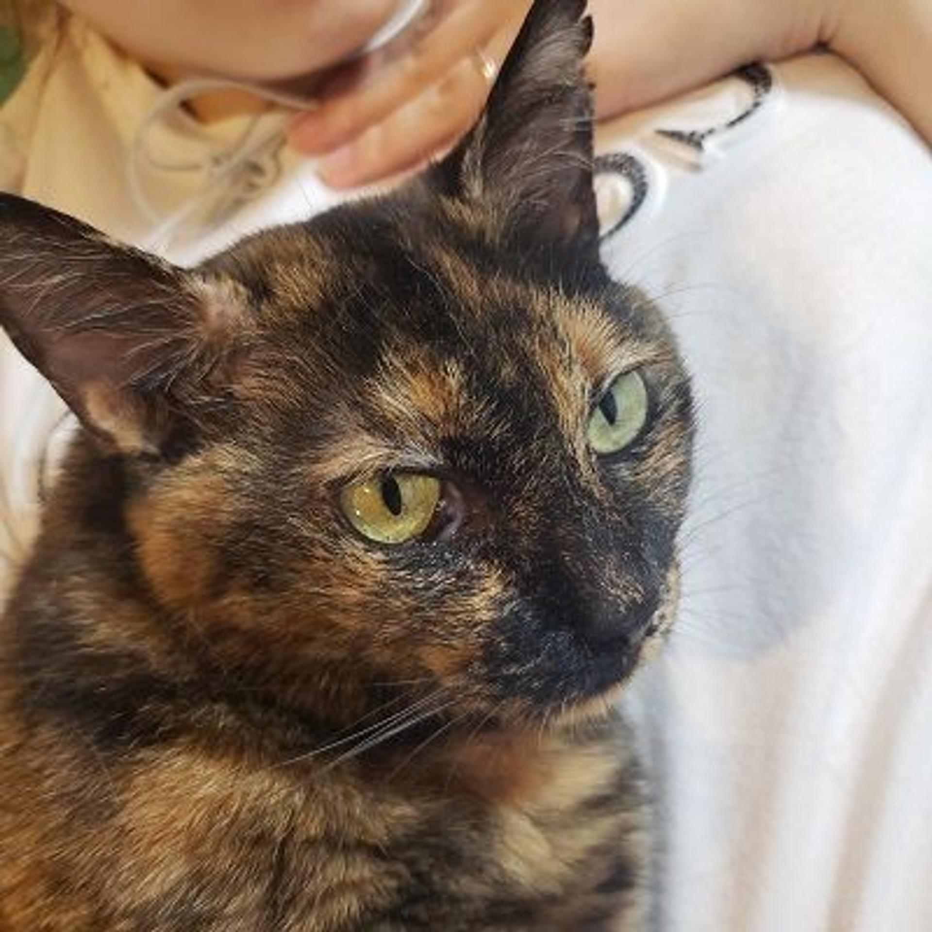 pet-image-5