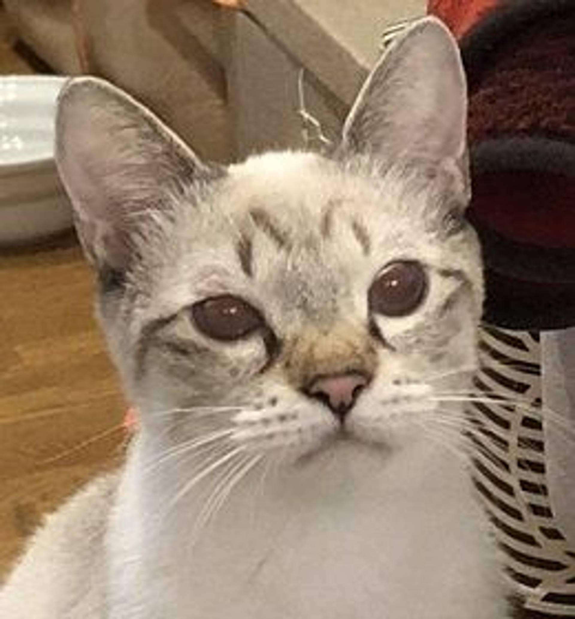 シャム・オスの里親募集の写真