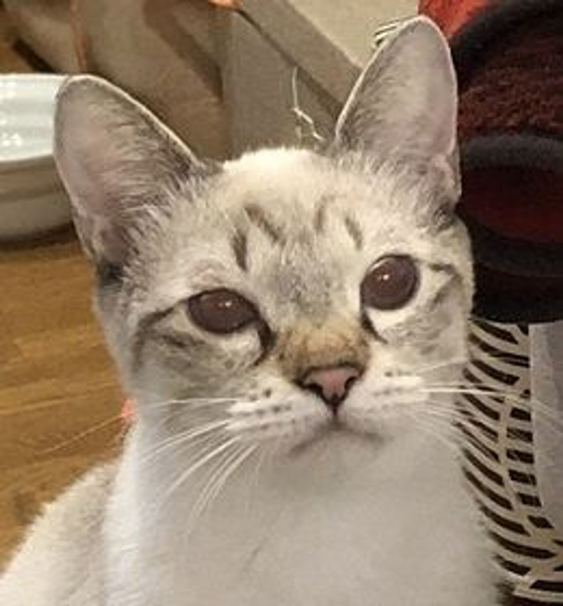 シャム・オスの里親募集の写真