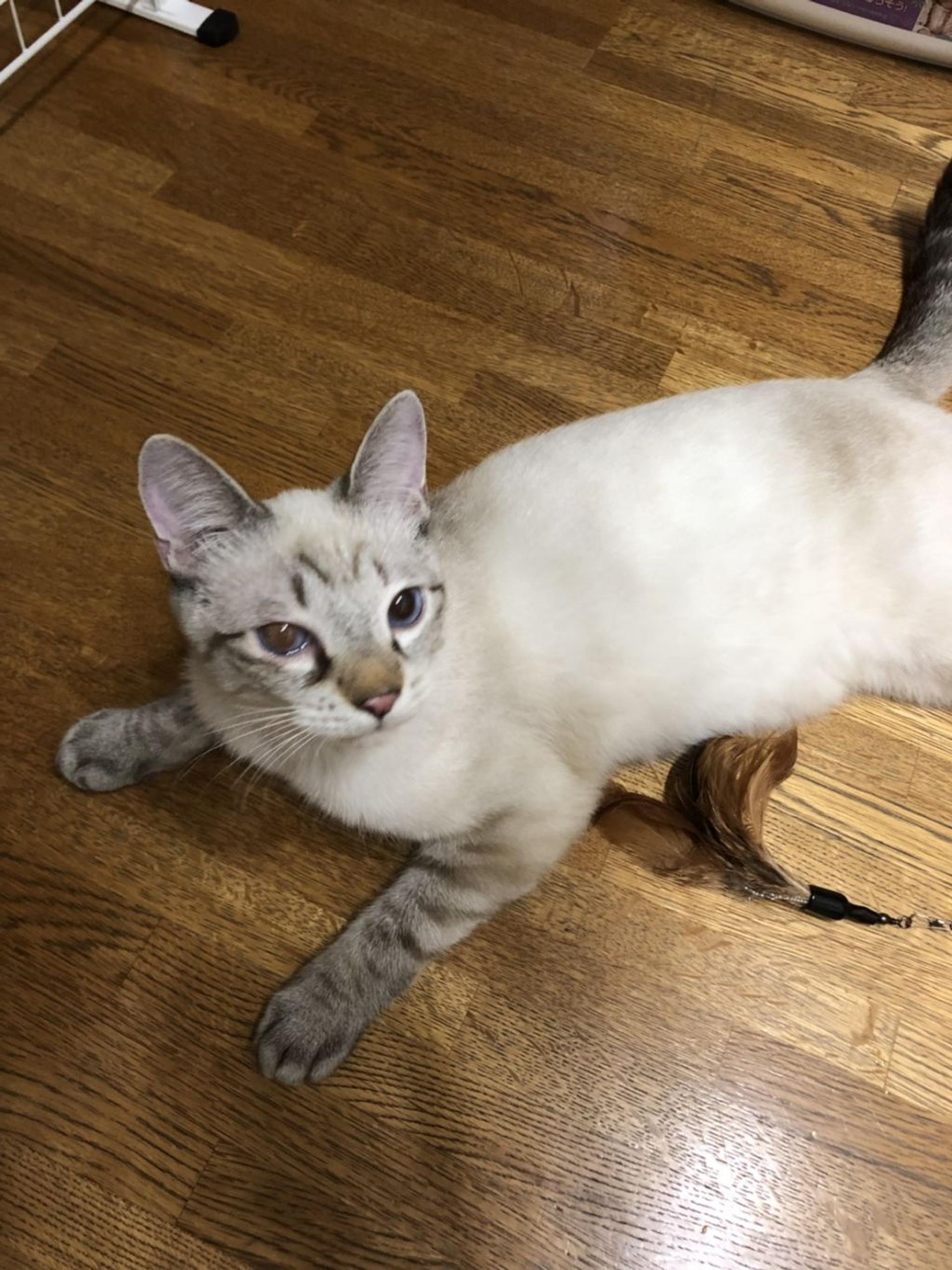 pet-image-4