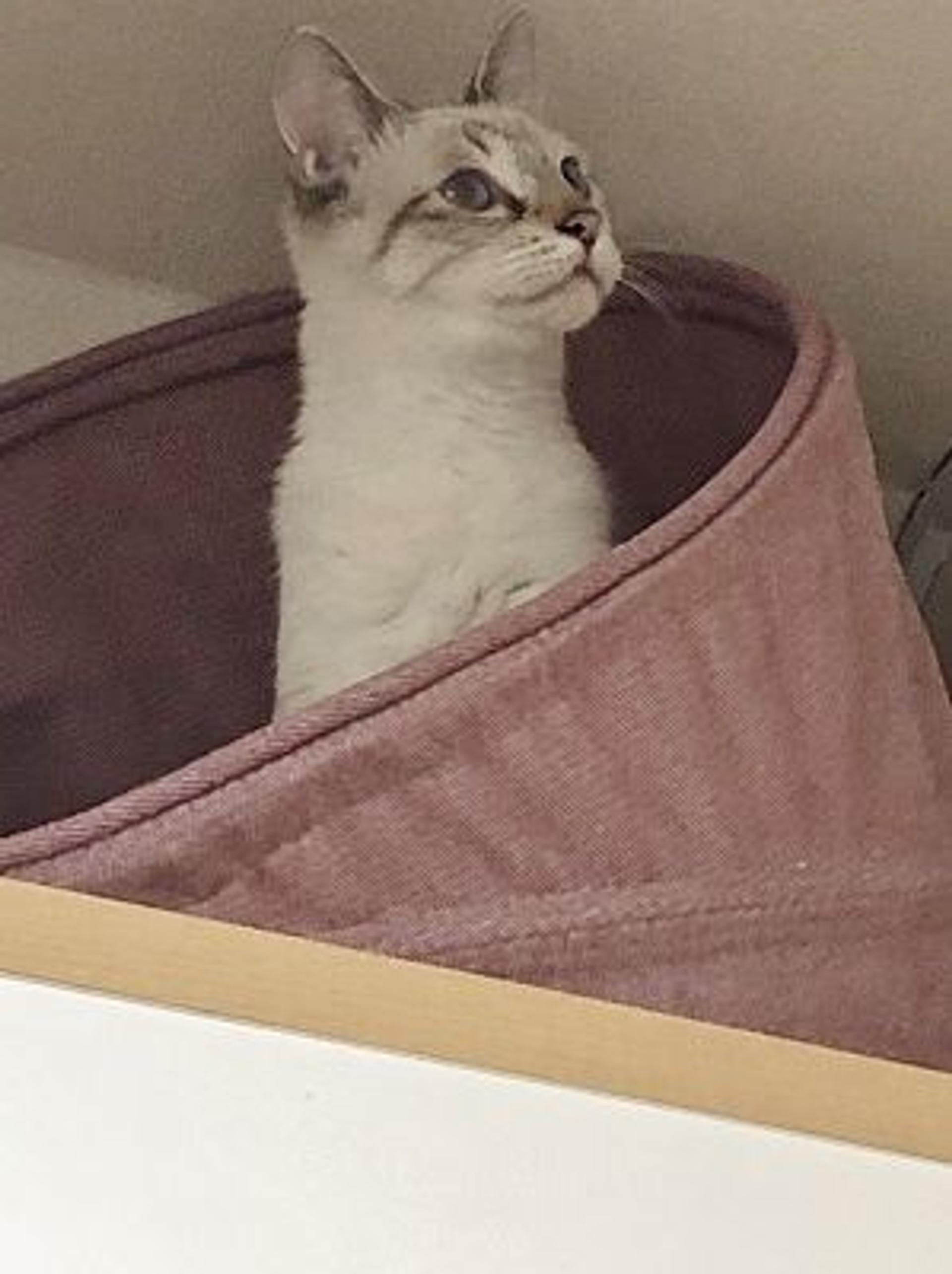 pet-image-8