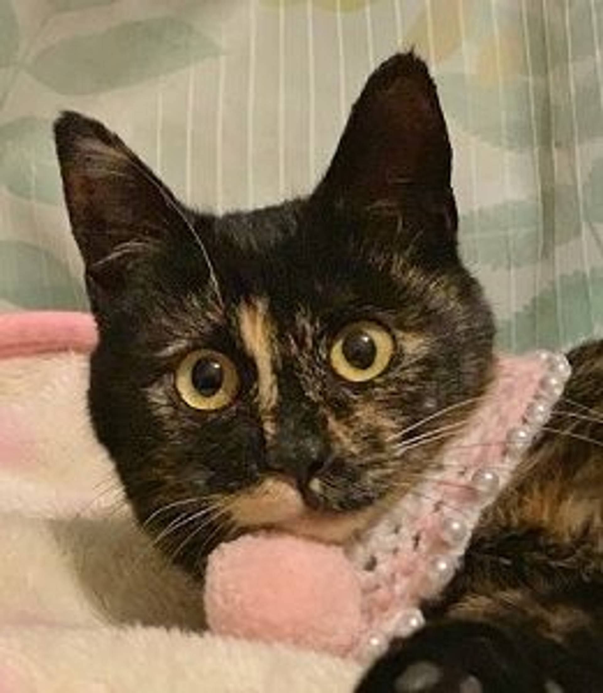 雑種（ミックス猫）・メスの里親募集の写真