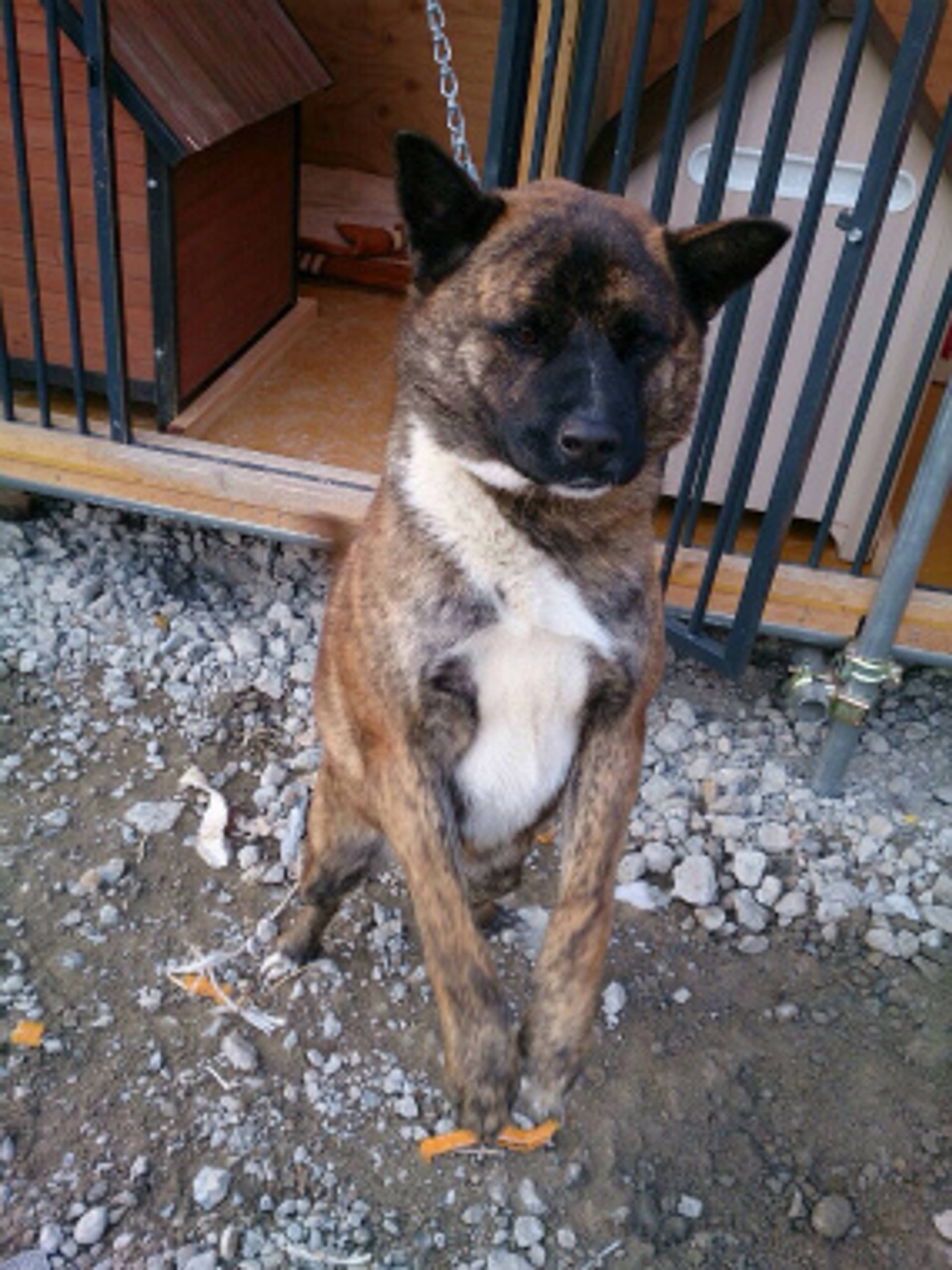 雑種（ミックス犬）・オスの里親募集の写真