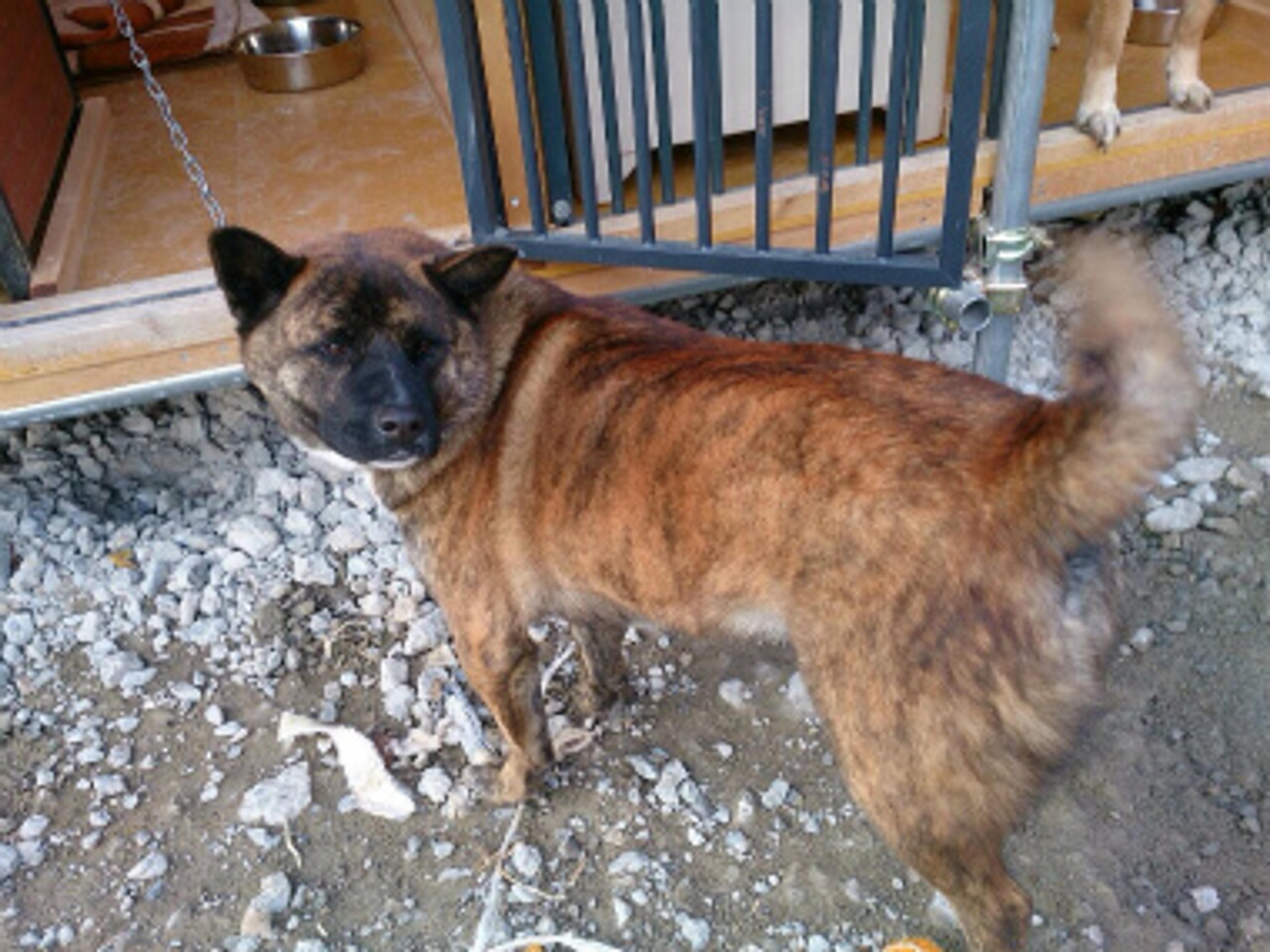 pet-image-2