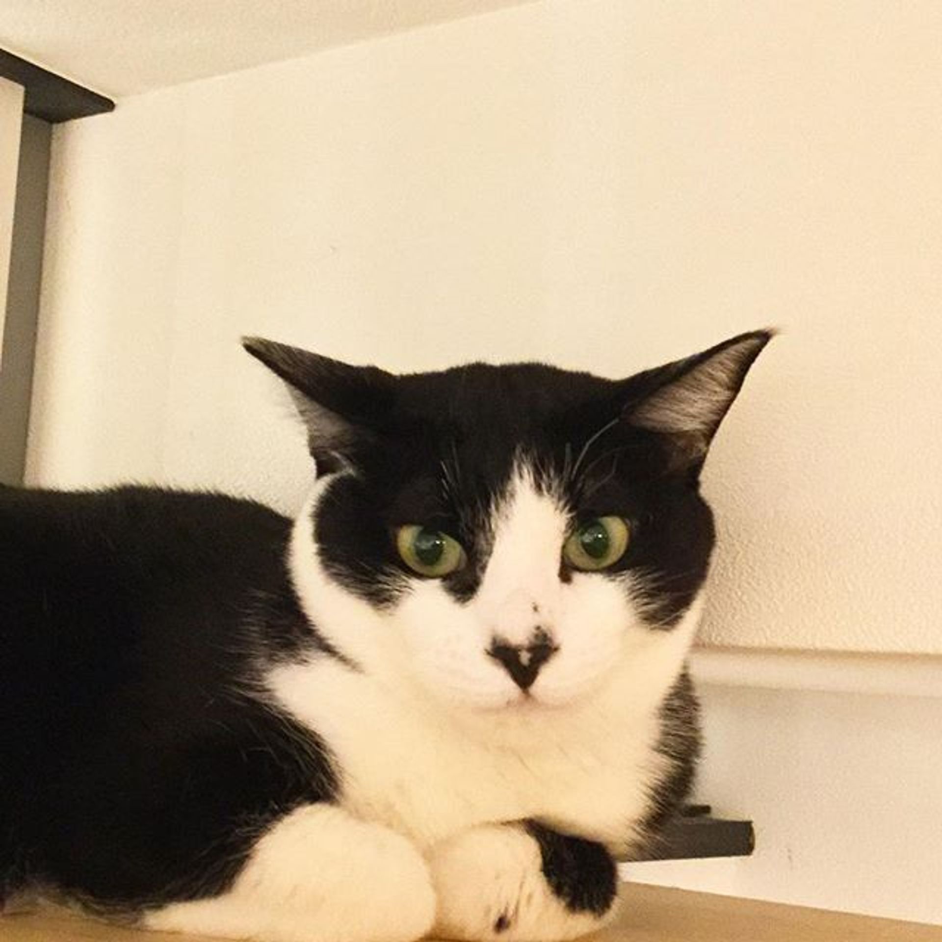 雑種（ミックス猫）・オスの里親募集の写真