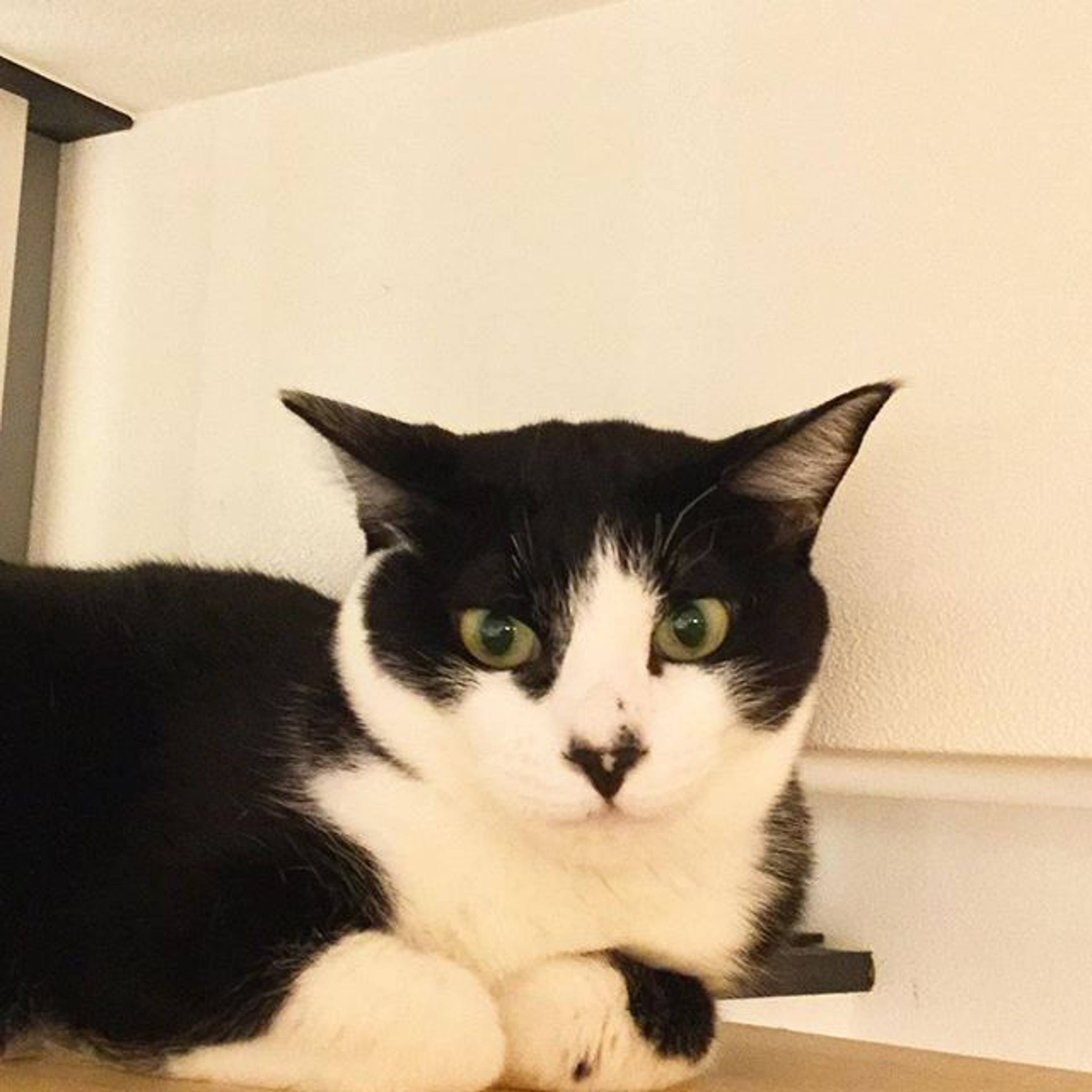 雑種（ミックス猫）・オスの里親募集の写真