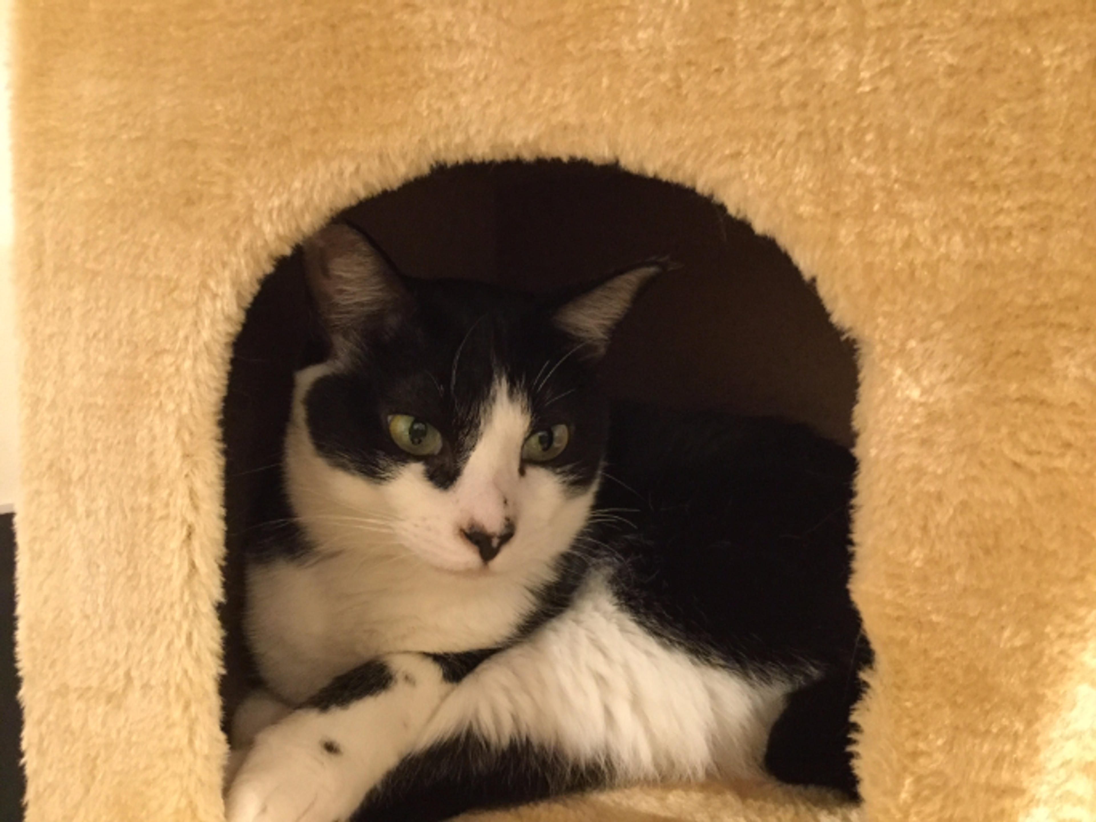 pet-image-2