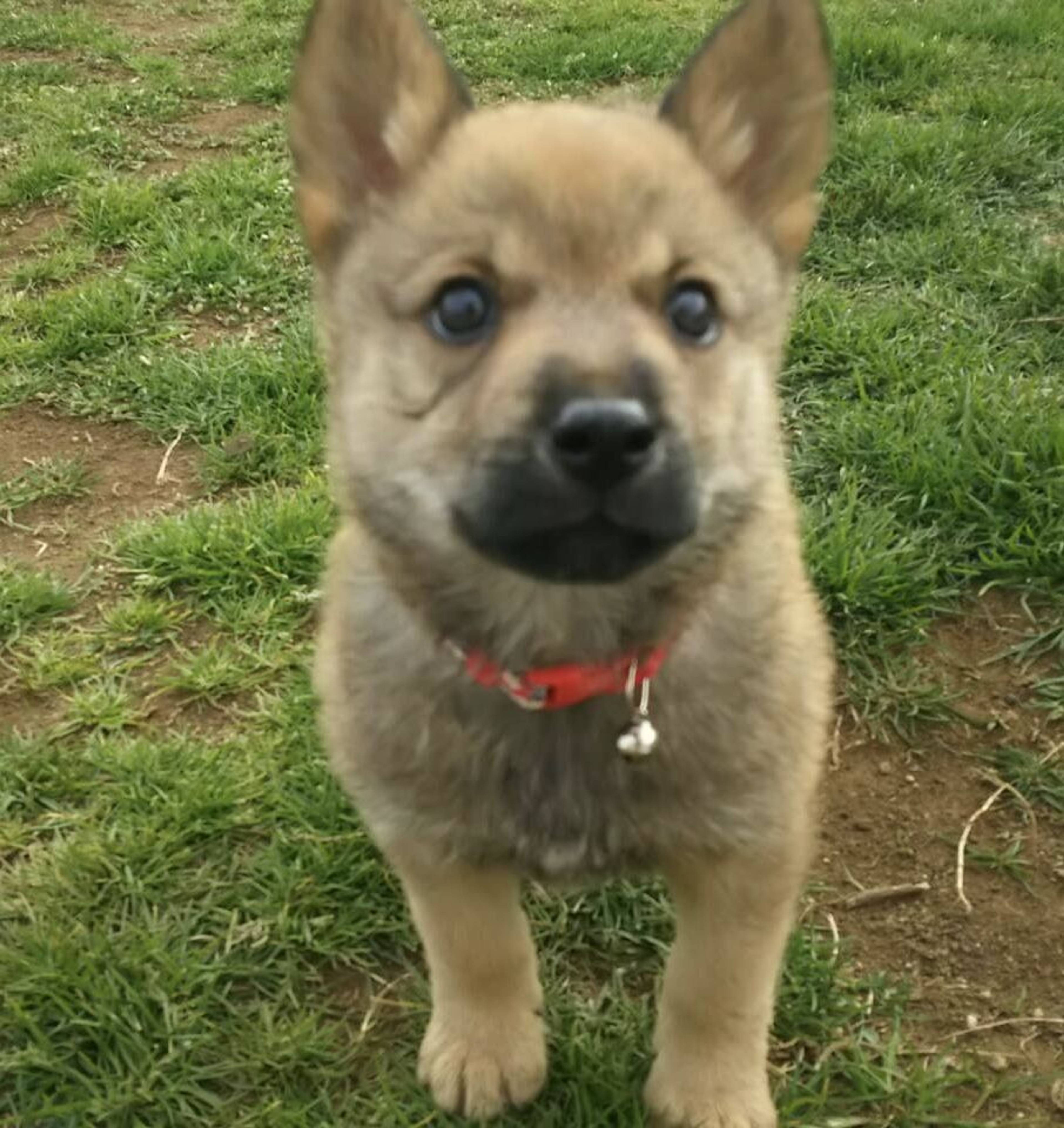 雑種（ミックス犬）・オスの里親募集の写真
